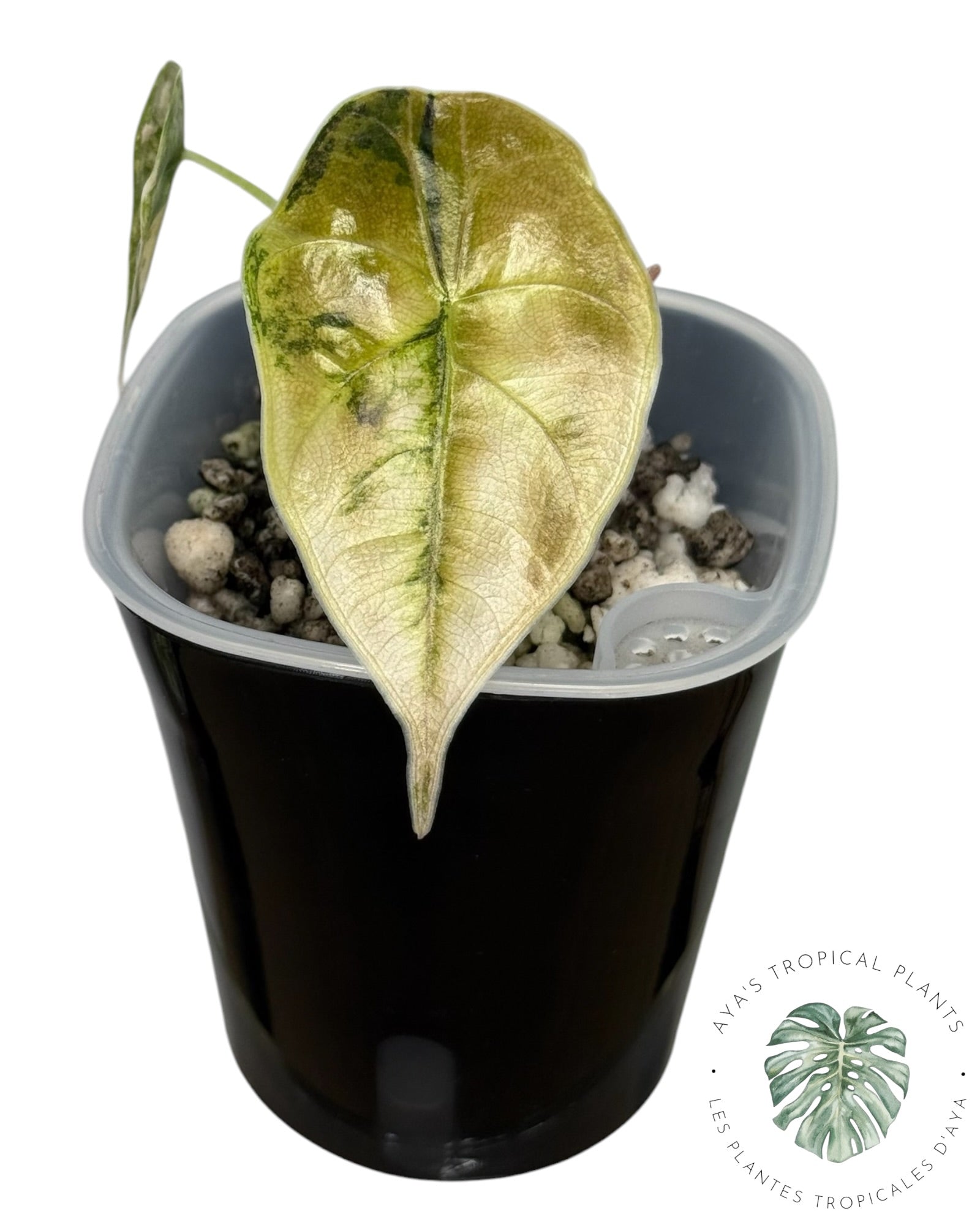 Alocasia Azlanii Aurea Variegated
