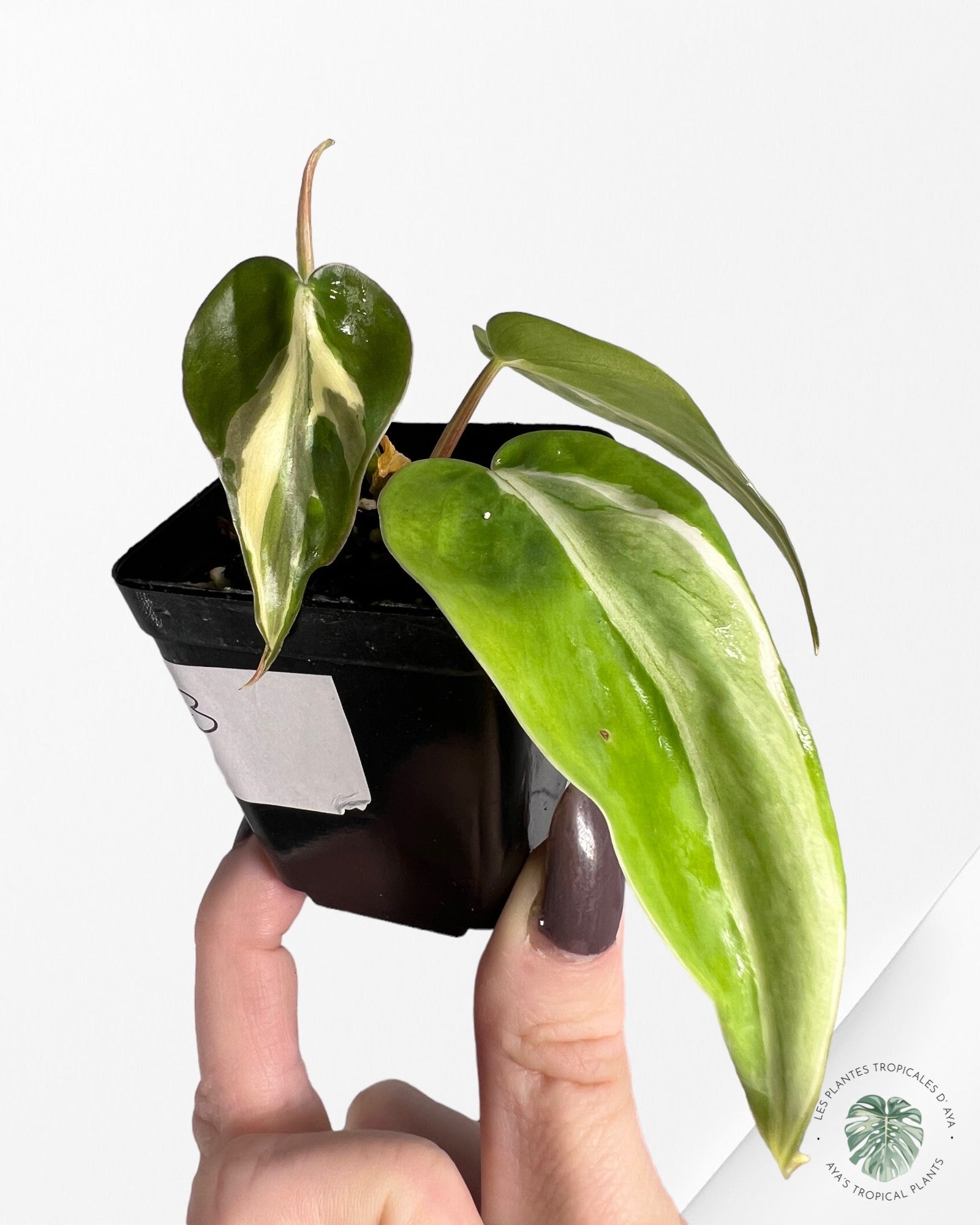 Philodendron Hederaceum 'Rio'-100