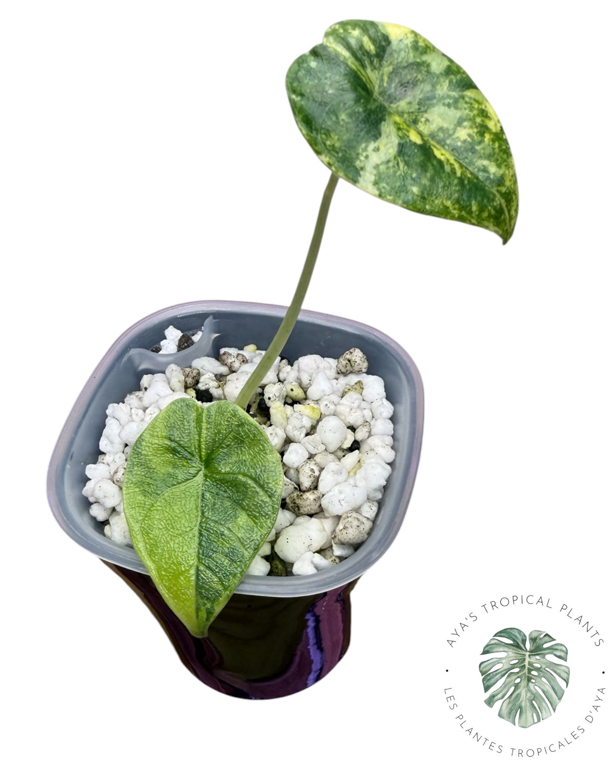 Alocasia Melo Aurea forme longue