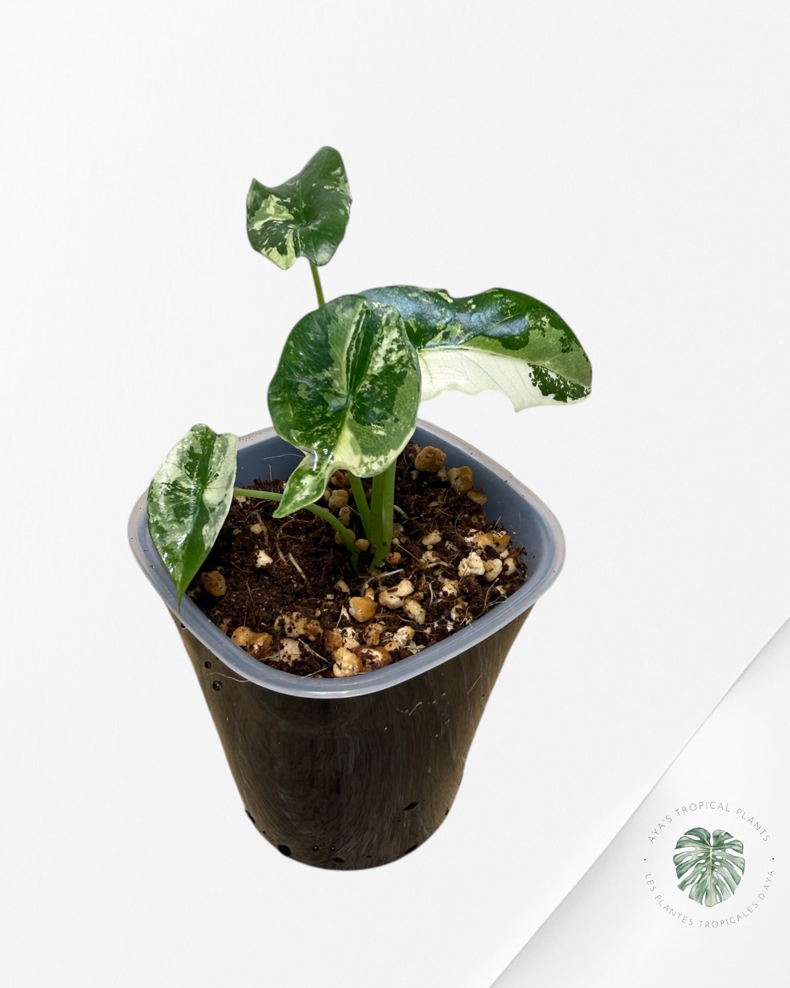 Alocasia Simpo Albo Variegated