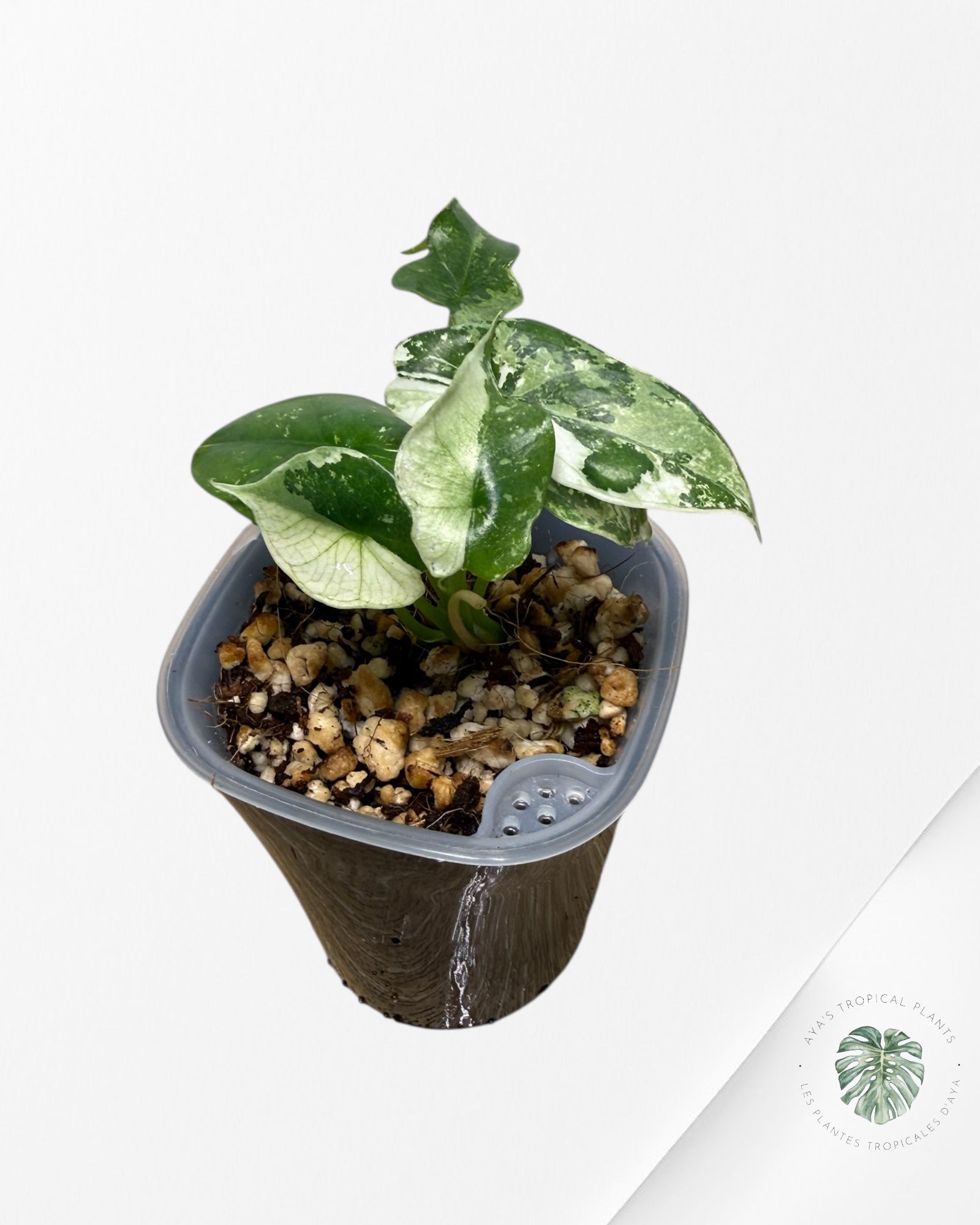 Alocasia Simpo Albo Variegated