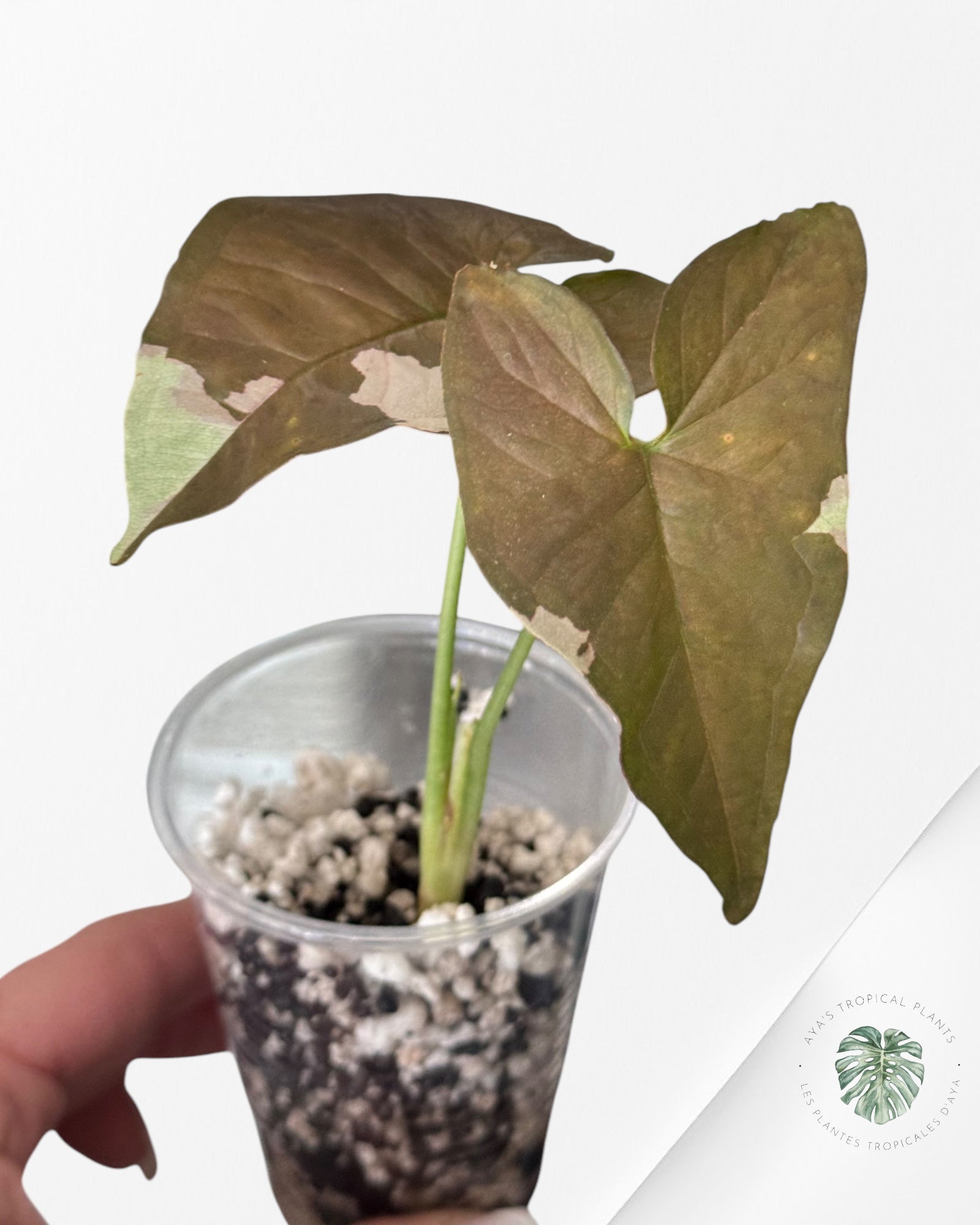 Syngonium Chocolate Confetti-LA