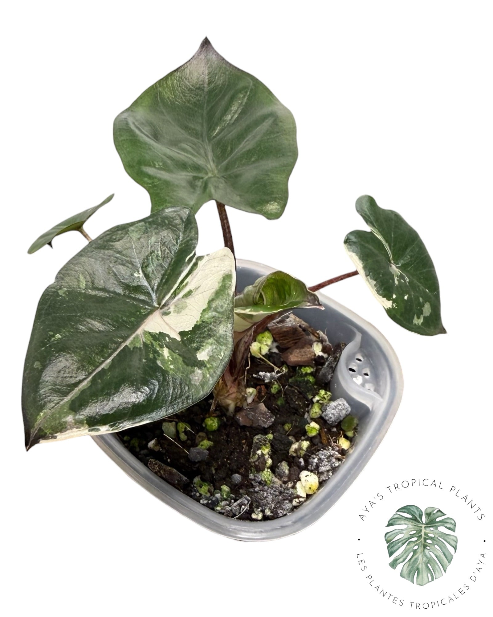 Alocasia Yucatan Princess Variegated