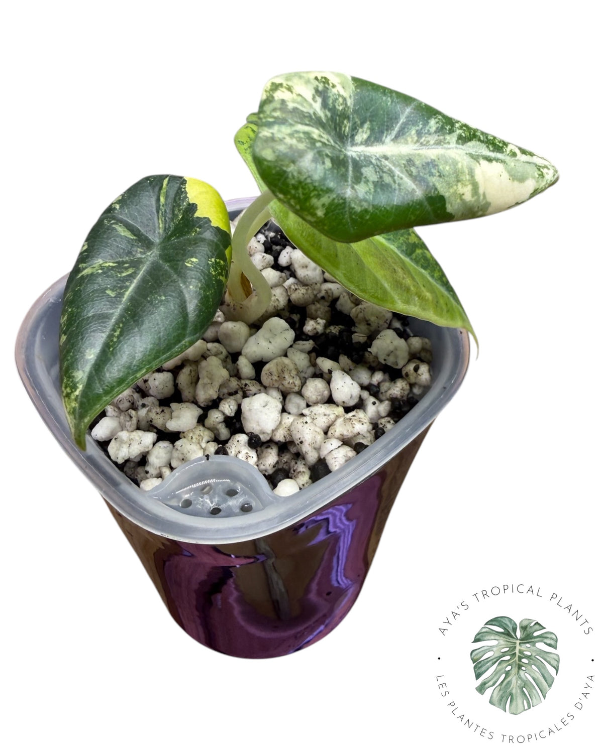Alocasia Maharani Golden Lime