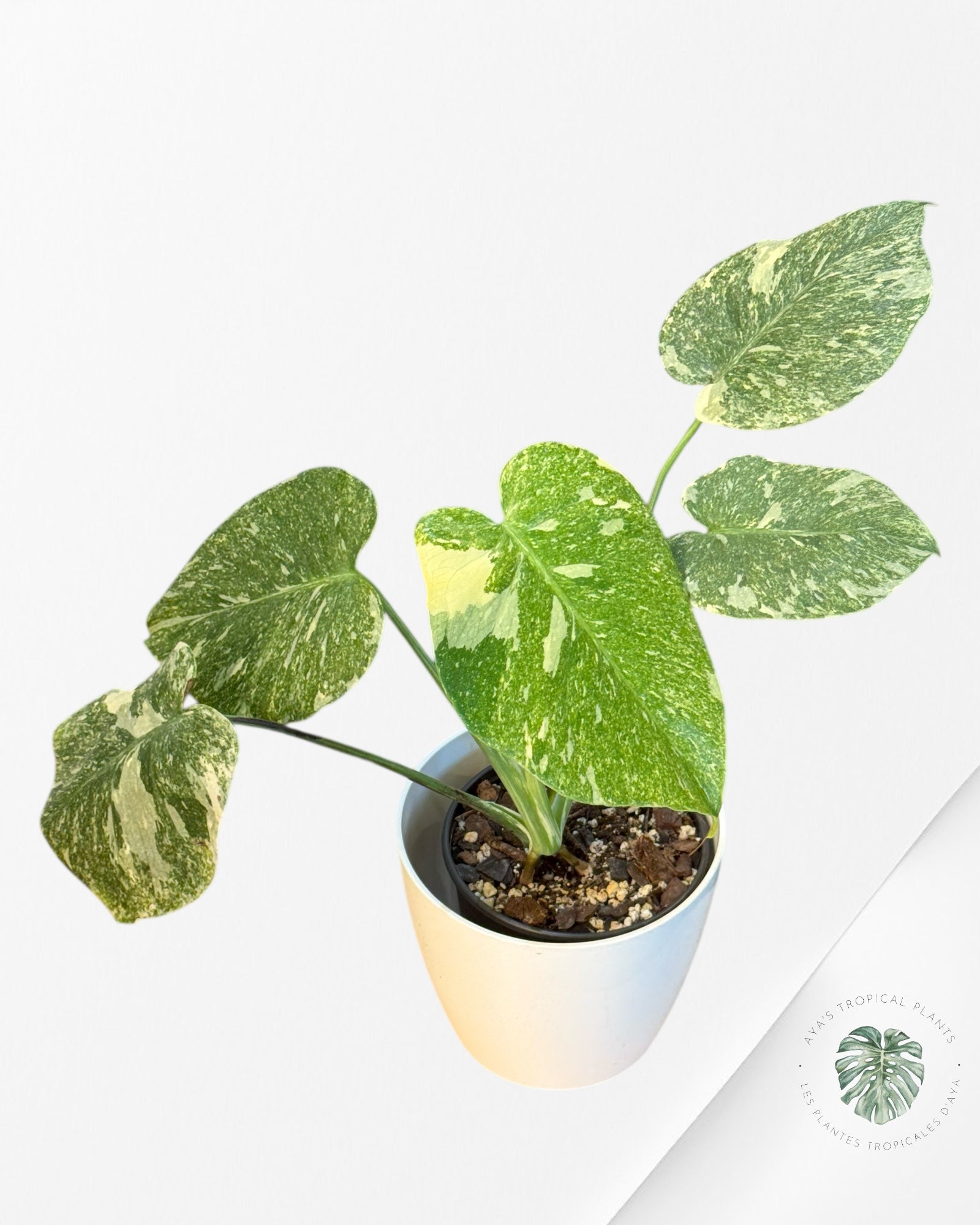 Monstera Legacy - 02