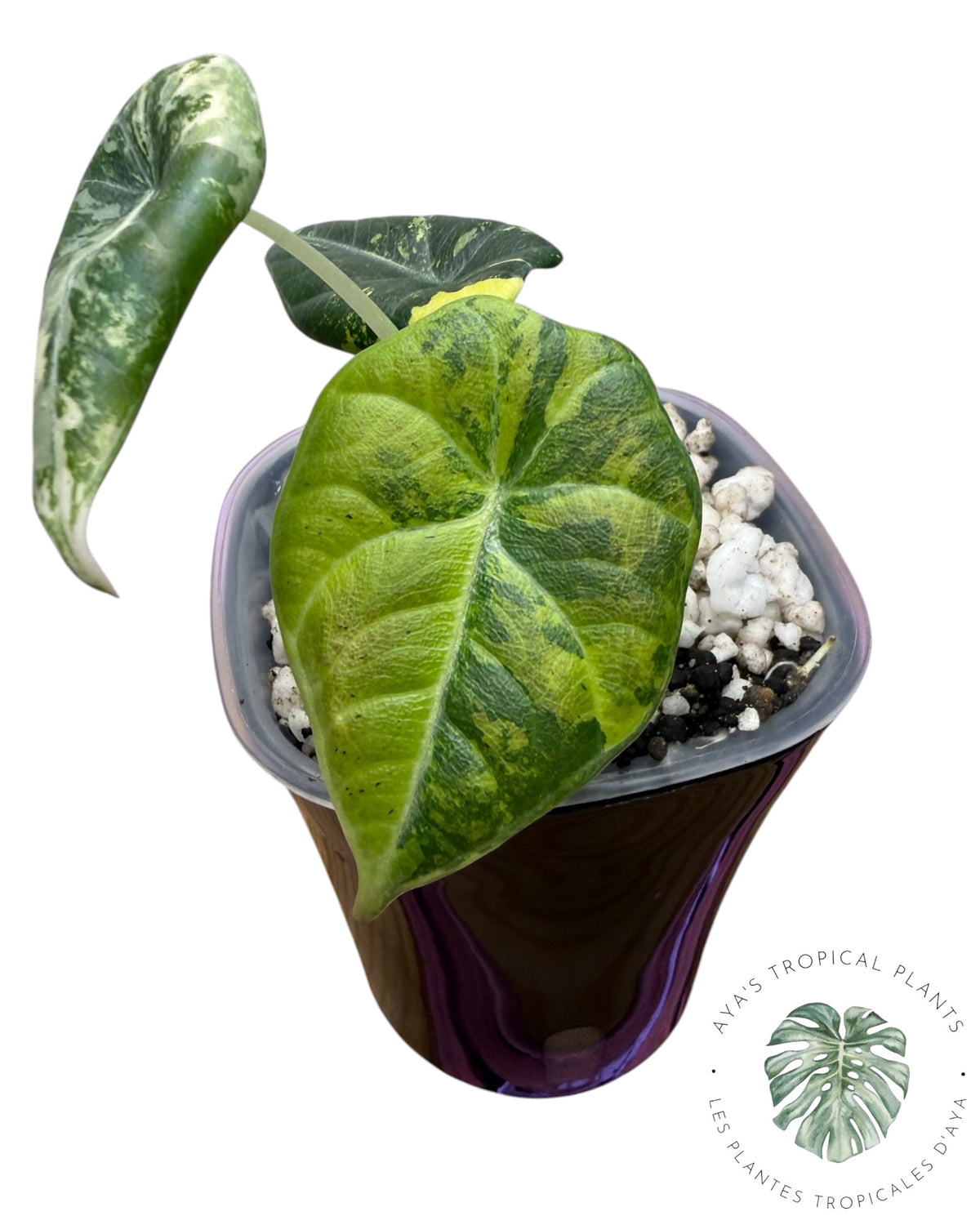 Alocasia Maharani Golden Lime