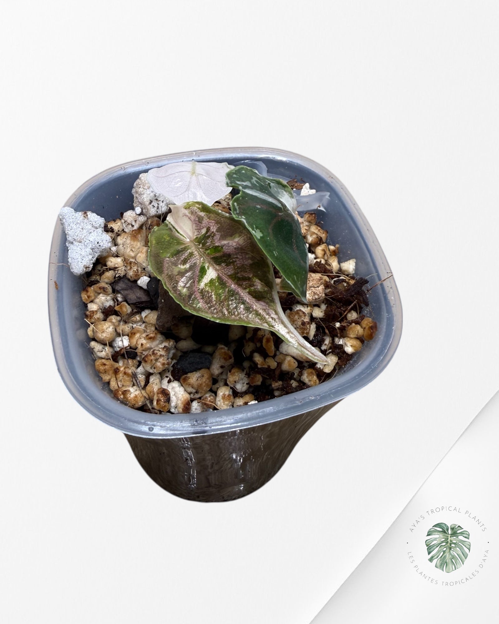 Alocasia Azlanii panachée rose | Plante rare cultivée en culture tropicale | Plantes tropicales d'Aya