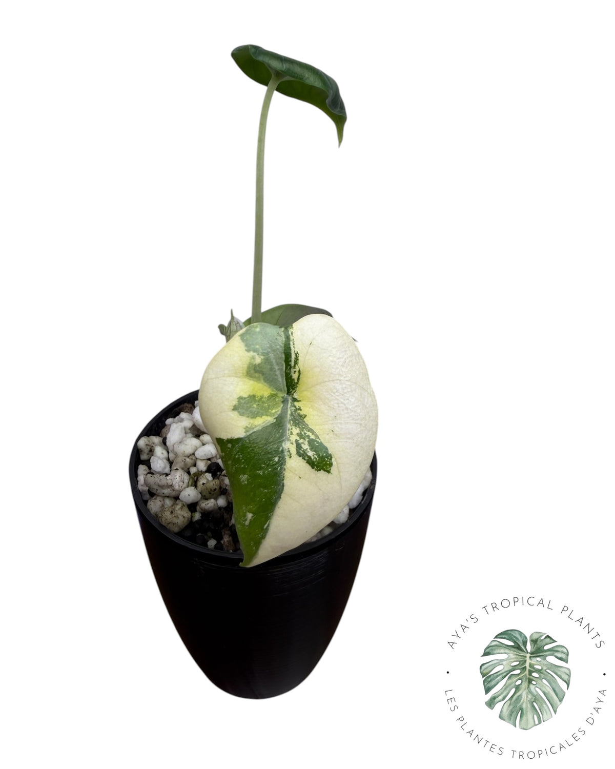 Alocasia Maharani Golden Lime