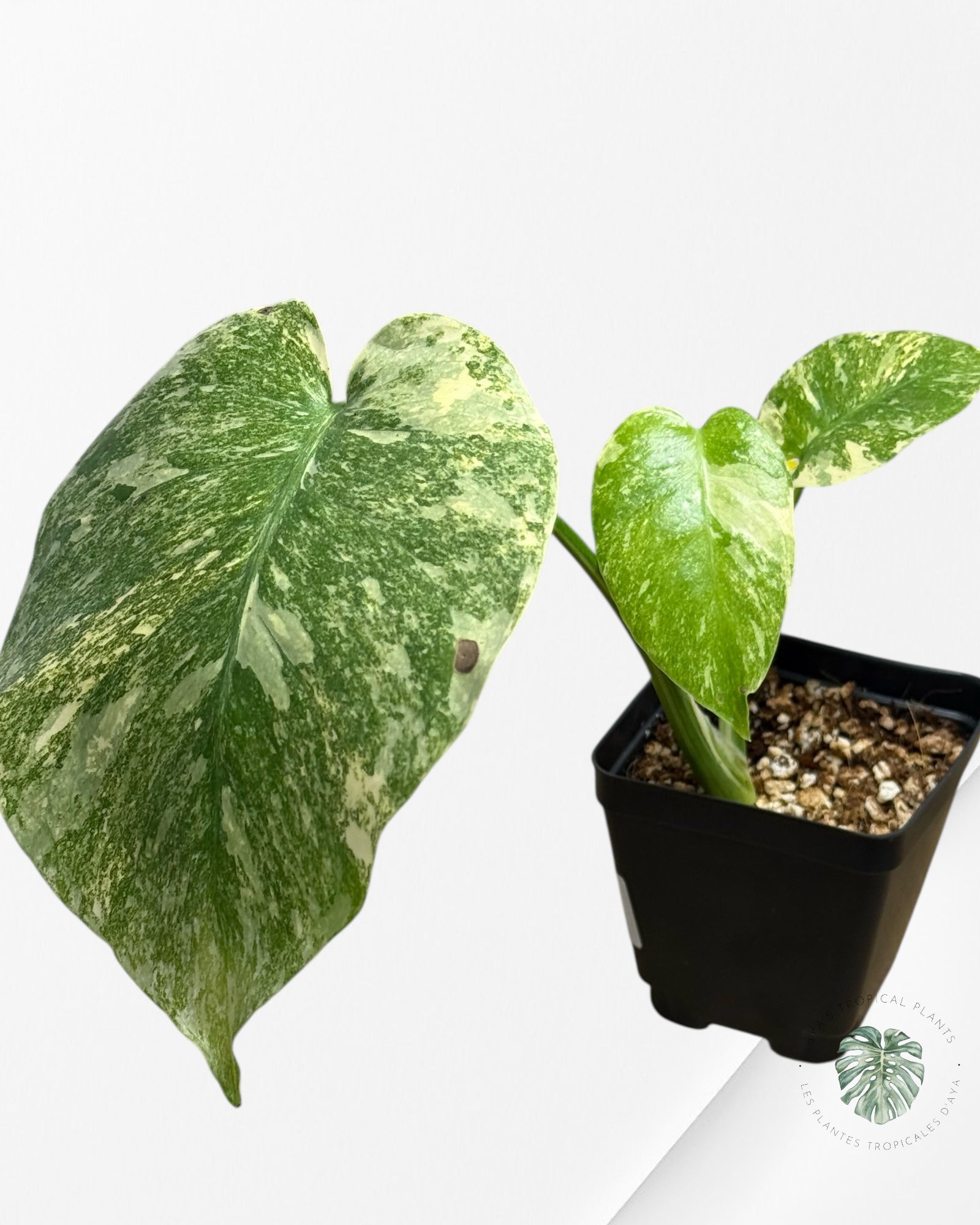 Monstera Legacy - 282