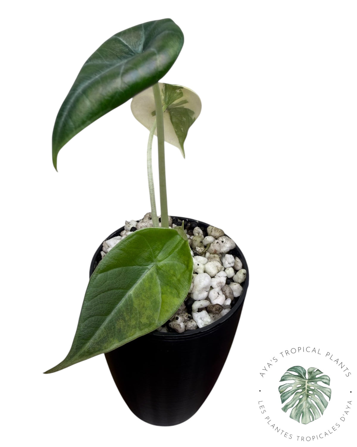 Alocasia Maharani Golden Lime