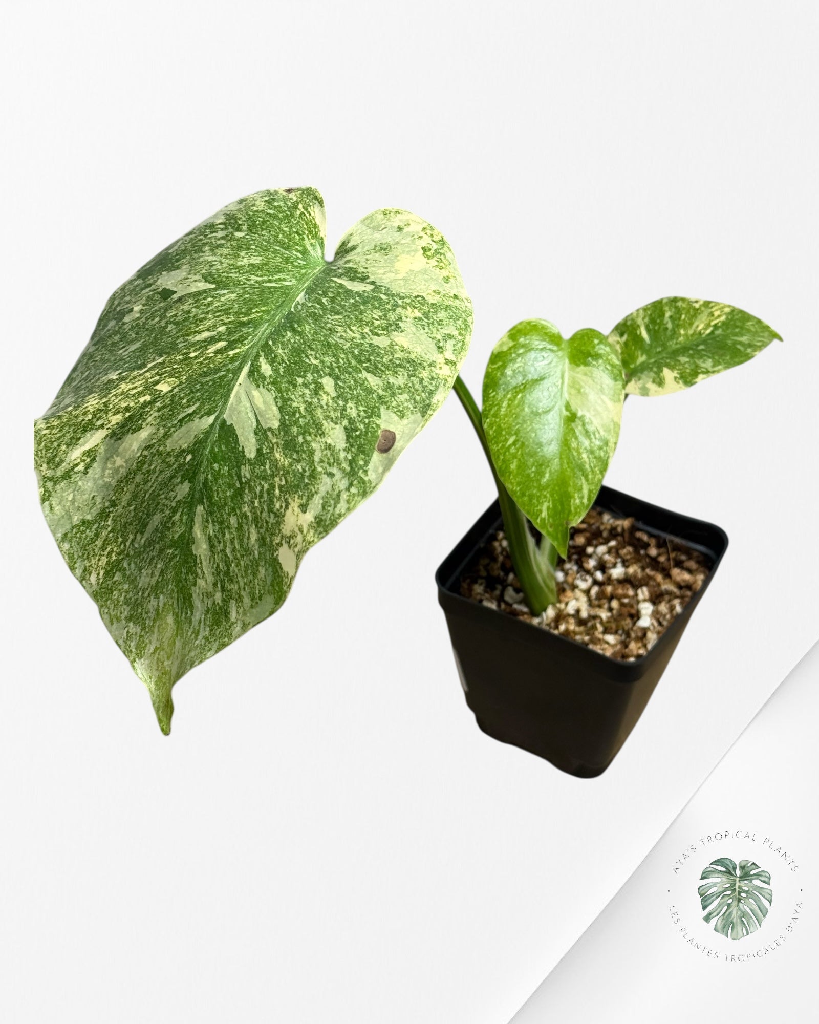 Monstera Legacy - 282