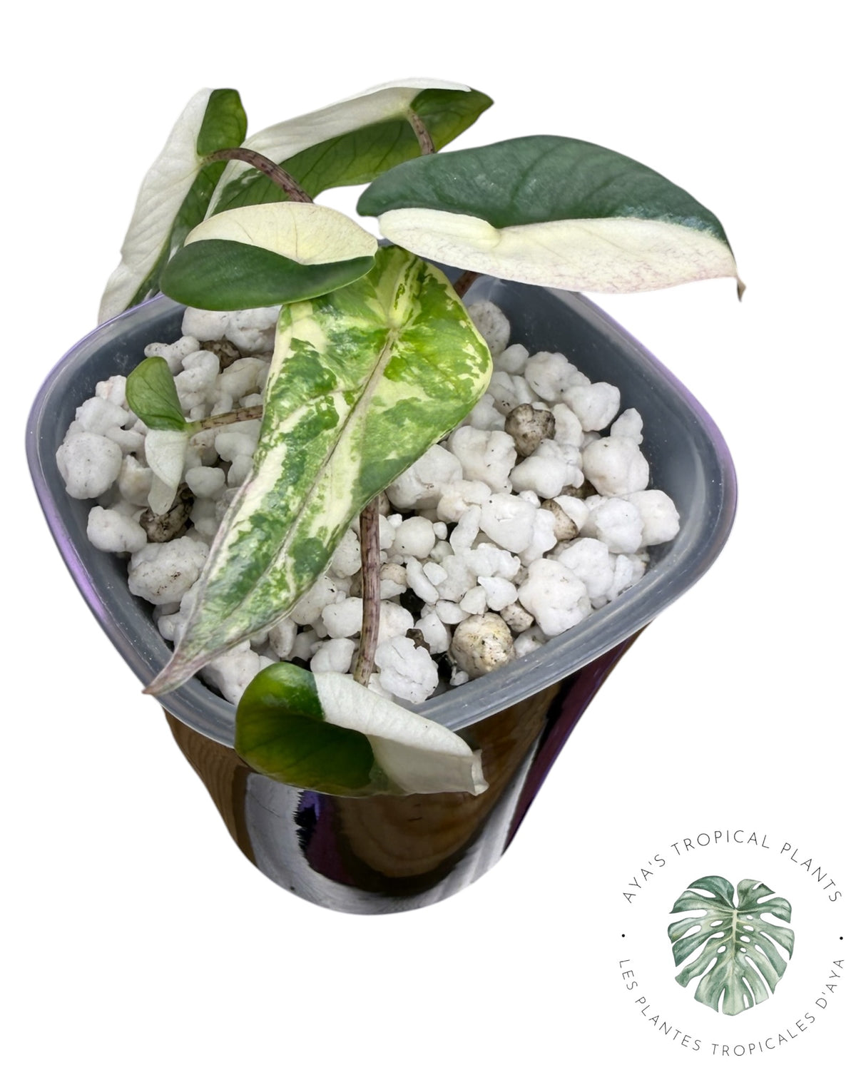 Alocasia Heterophylla Metallic Blue Albo