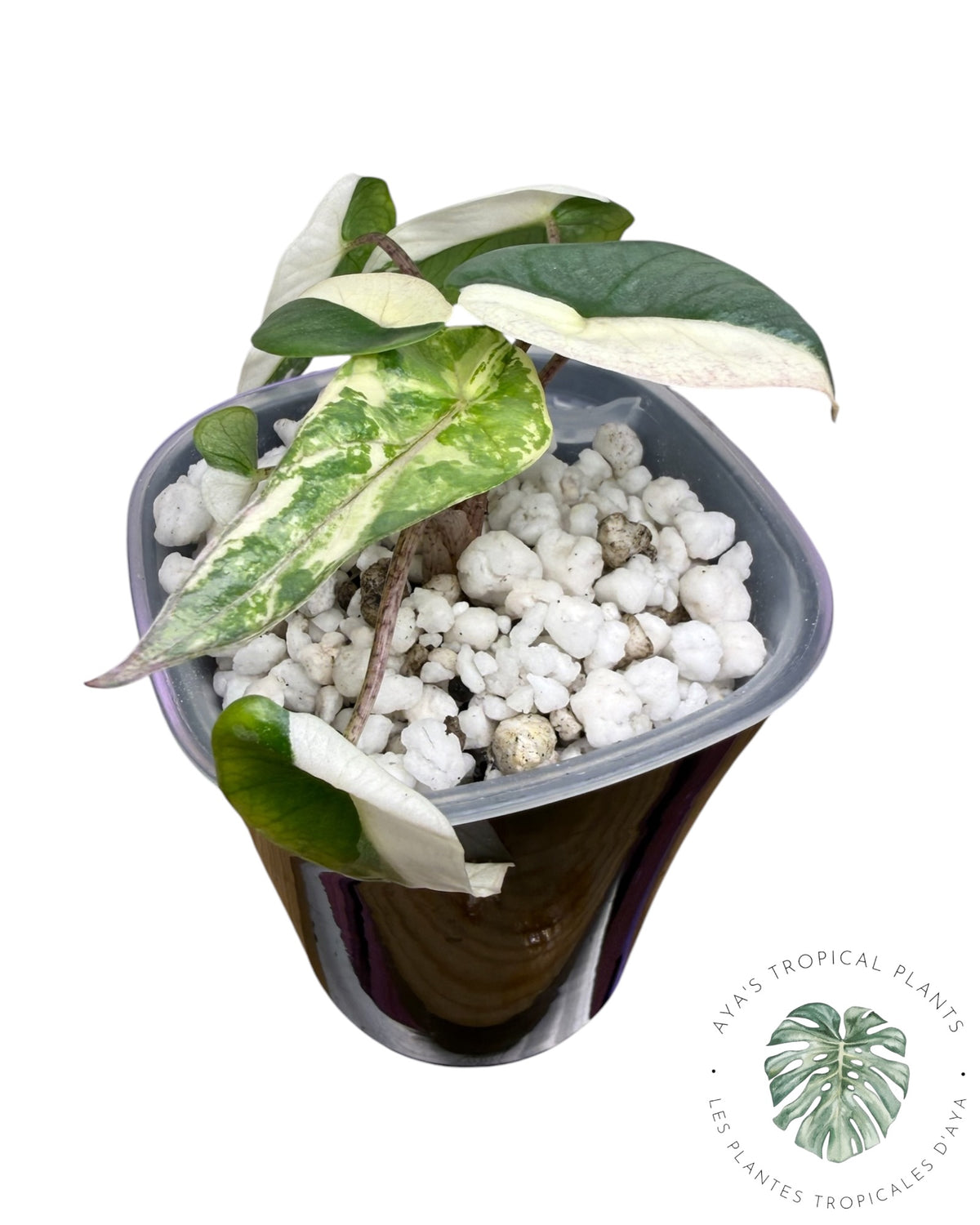 Alocasia Heterophylla Metallic Blue Albo