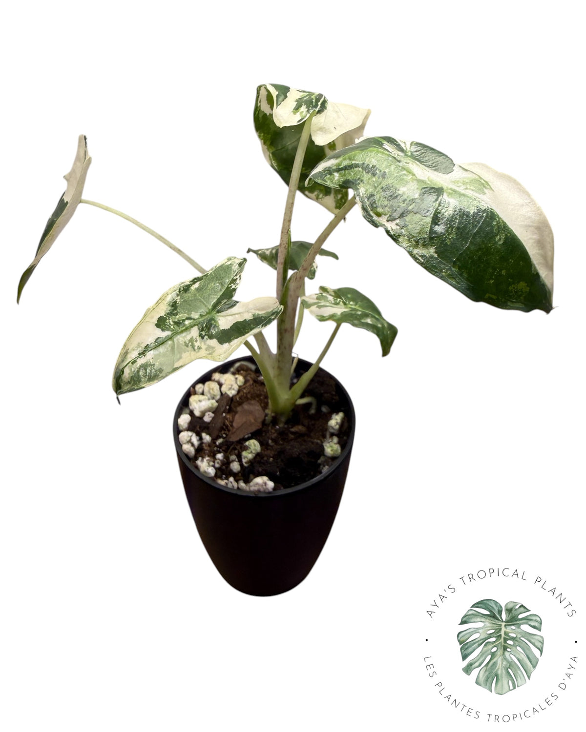 Alocasia Sarian Albo