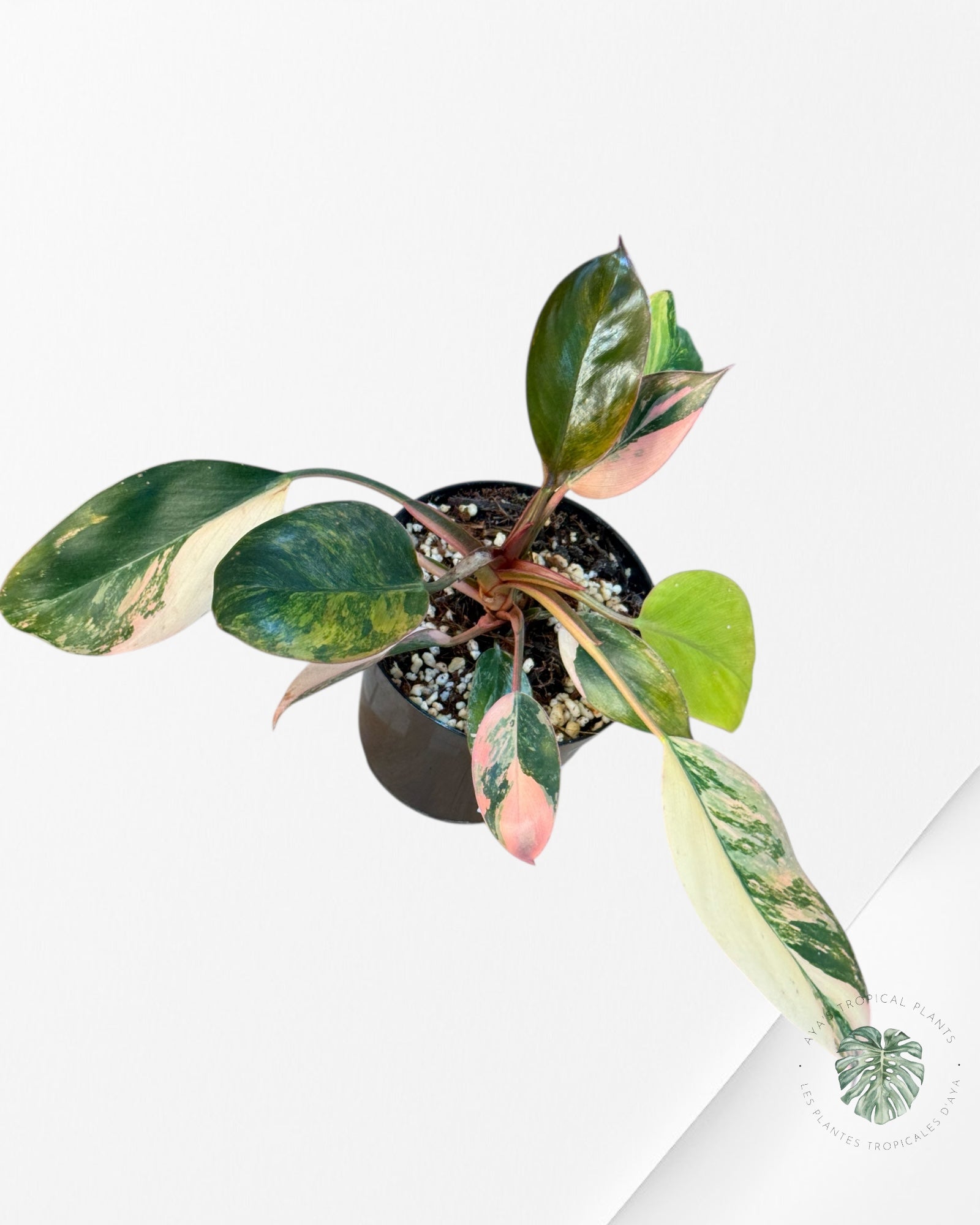 Philodendron 'Red Congo' variegated - F50