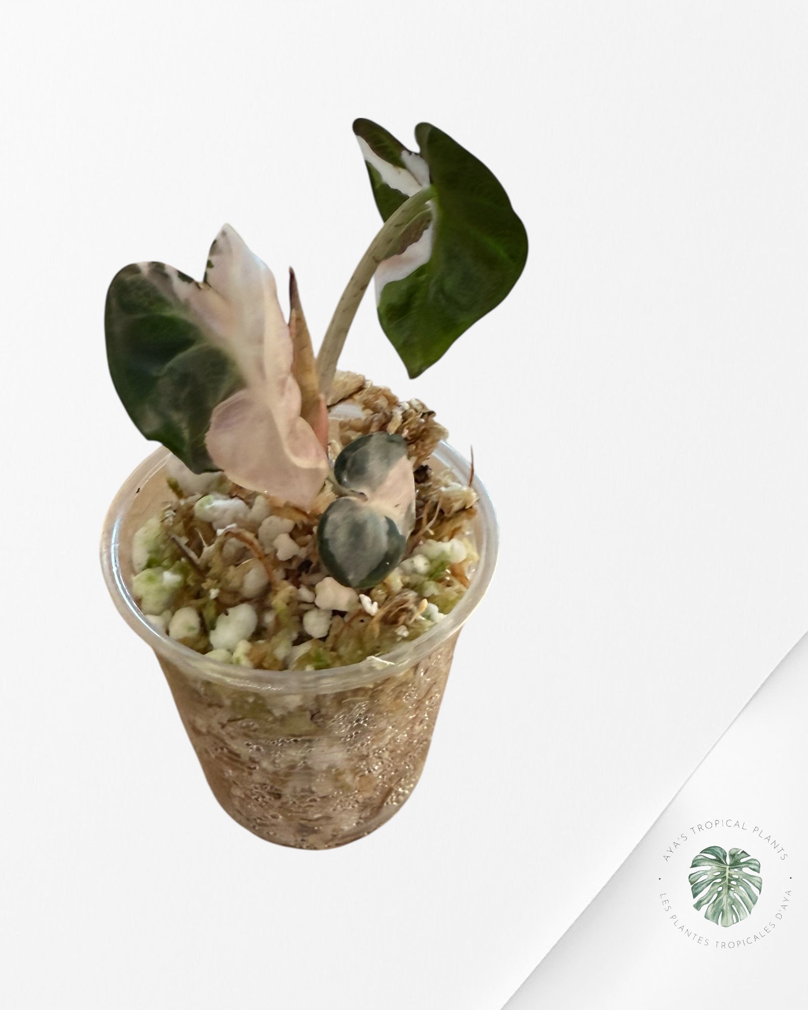 Alocasia Heart Balloon Pink Variegated - TC0