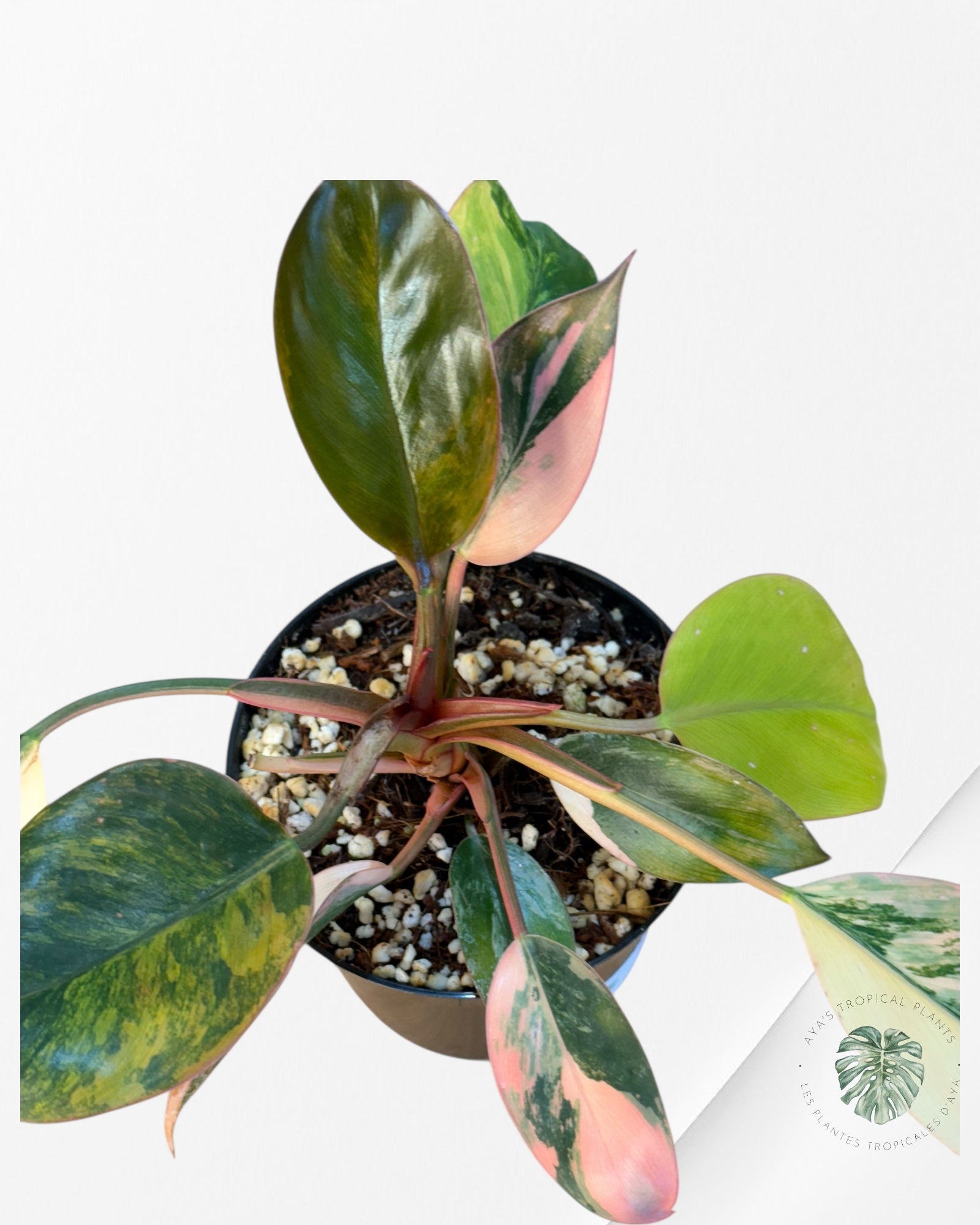 Philodendron 'Red Congo' variegated - F50