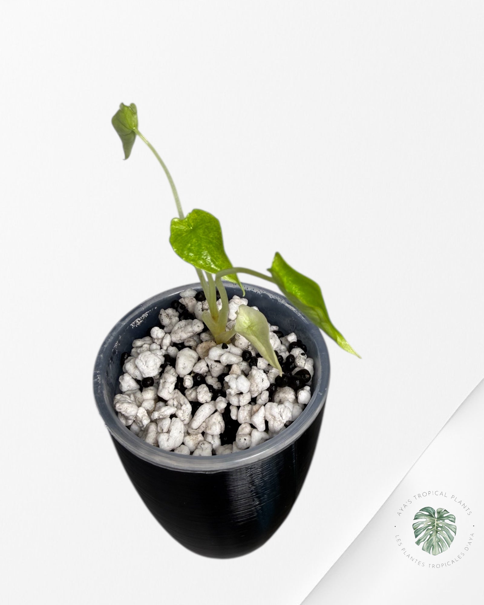 Alocasia Scalprum Mint Variegated