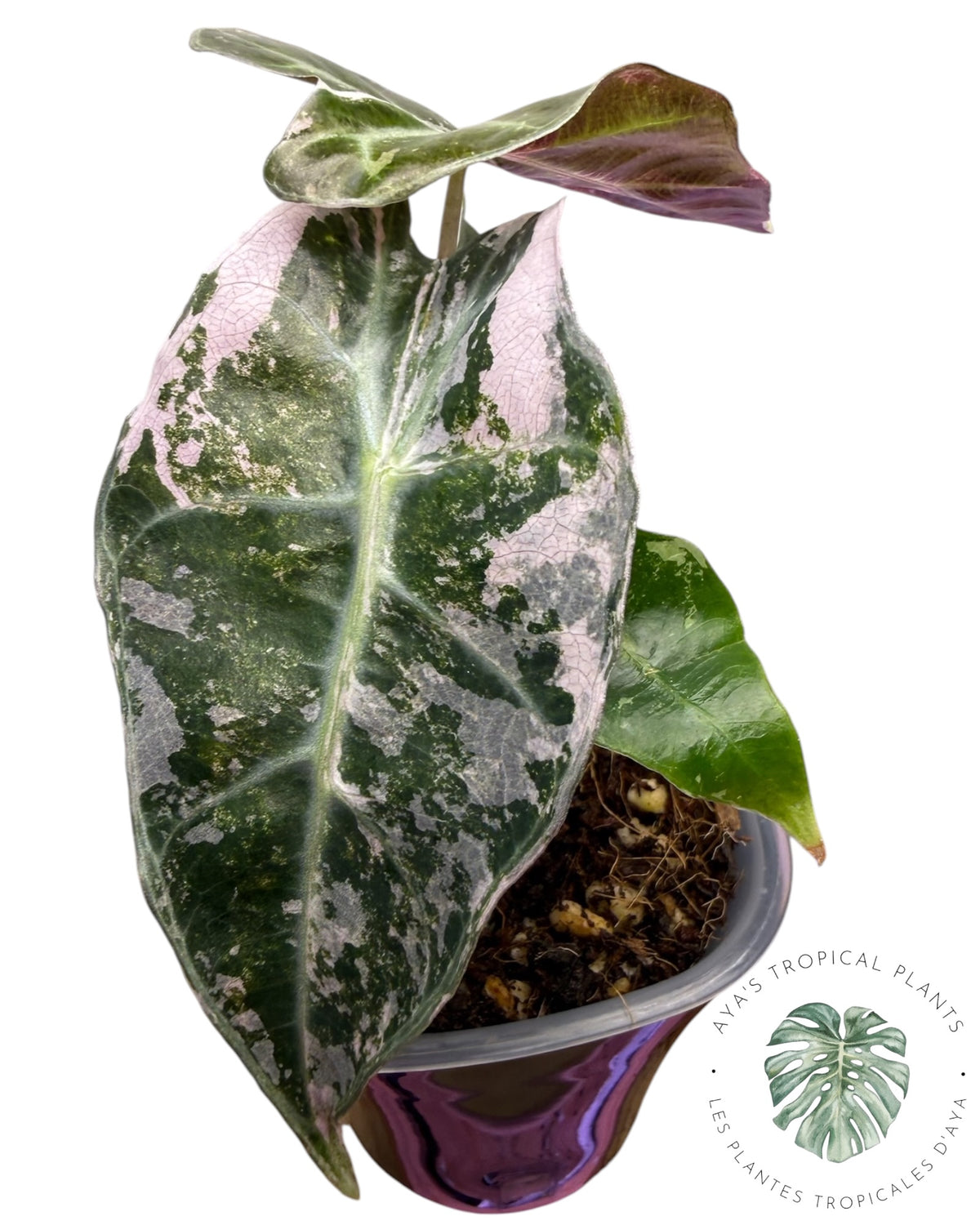 Alocasia Polly Pink Snowflake (Grade A)