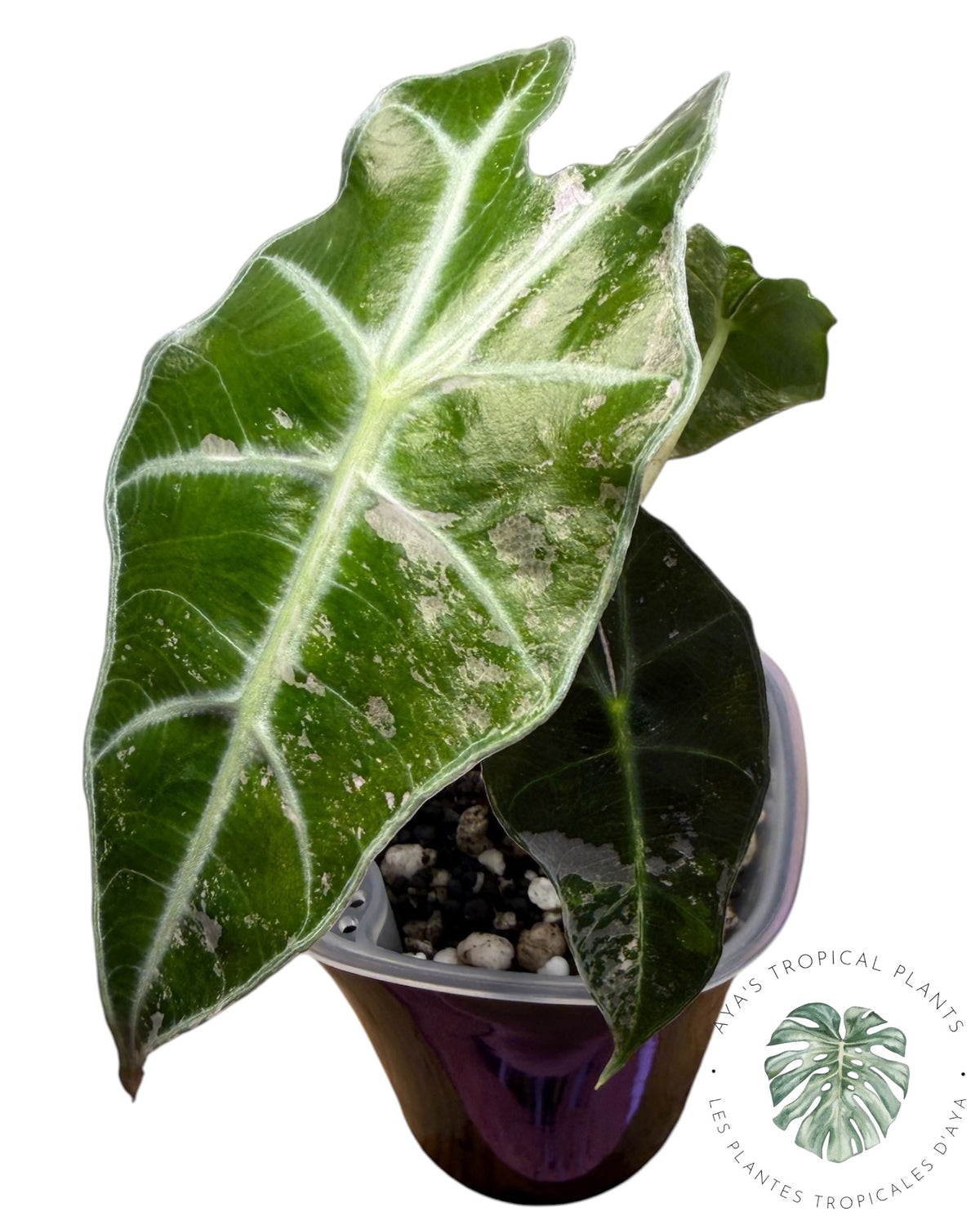 Alocasia Polly Flocon de neige rose