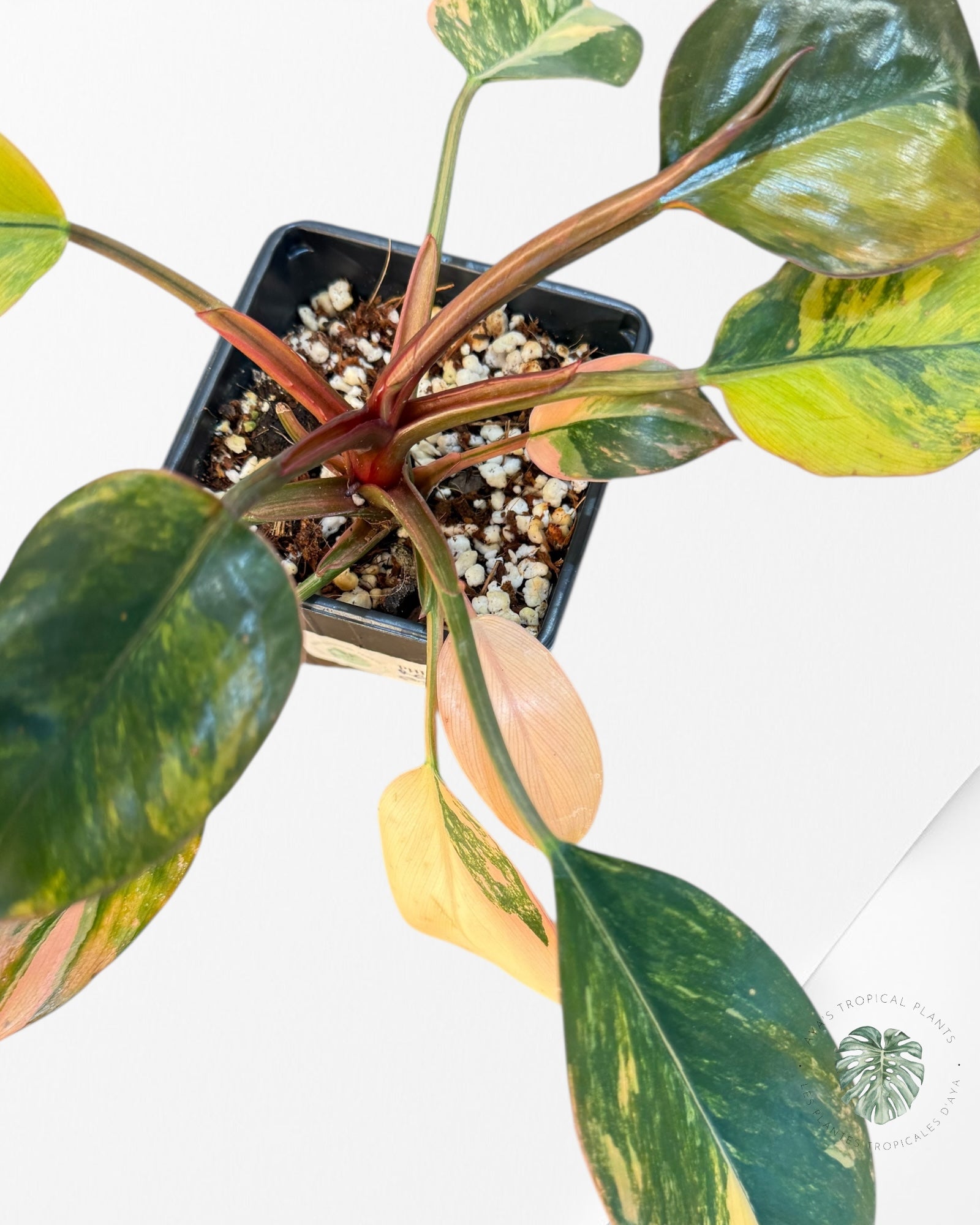 Philodendron 'Red Congo' variegated - F30