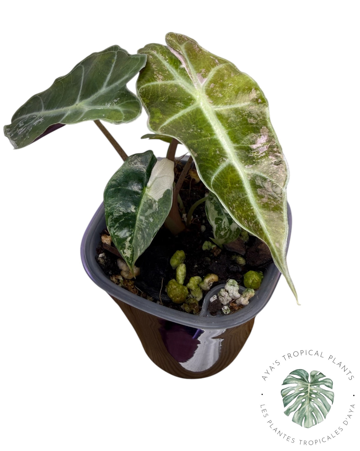 Alocasia Polly Pink Snowflake (Grade A)