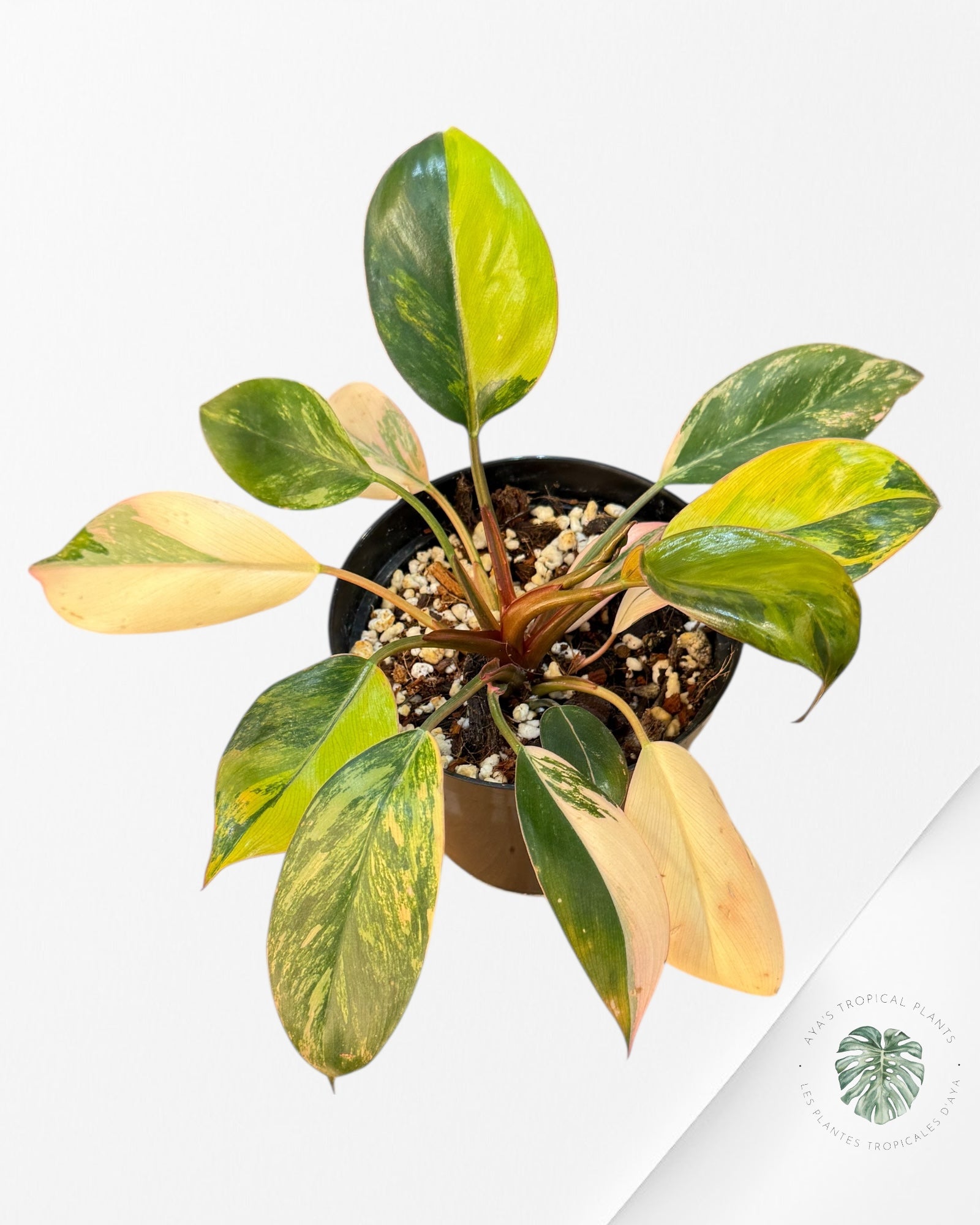 Philodendron 'Red Congo' variegated - F40i