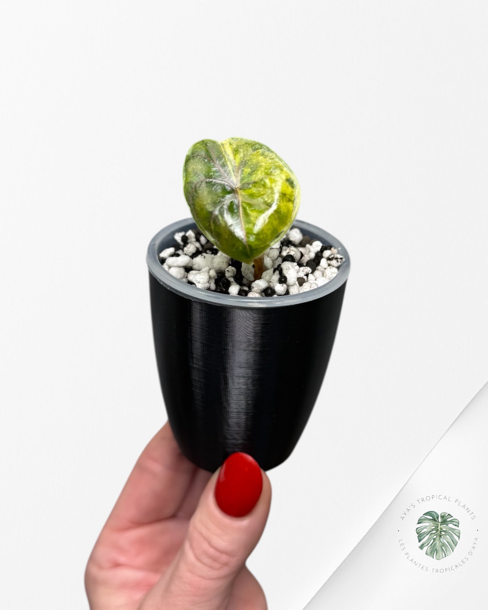 Alocasia Azlanii Aurea Variegated