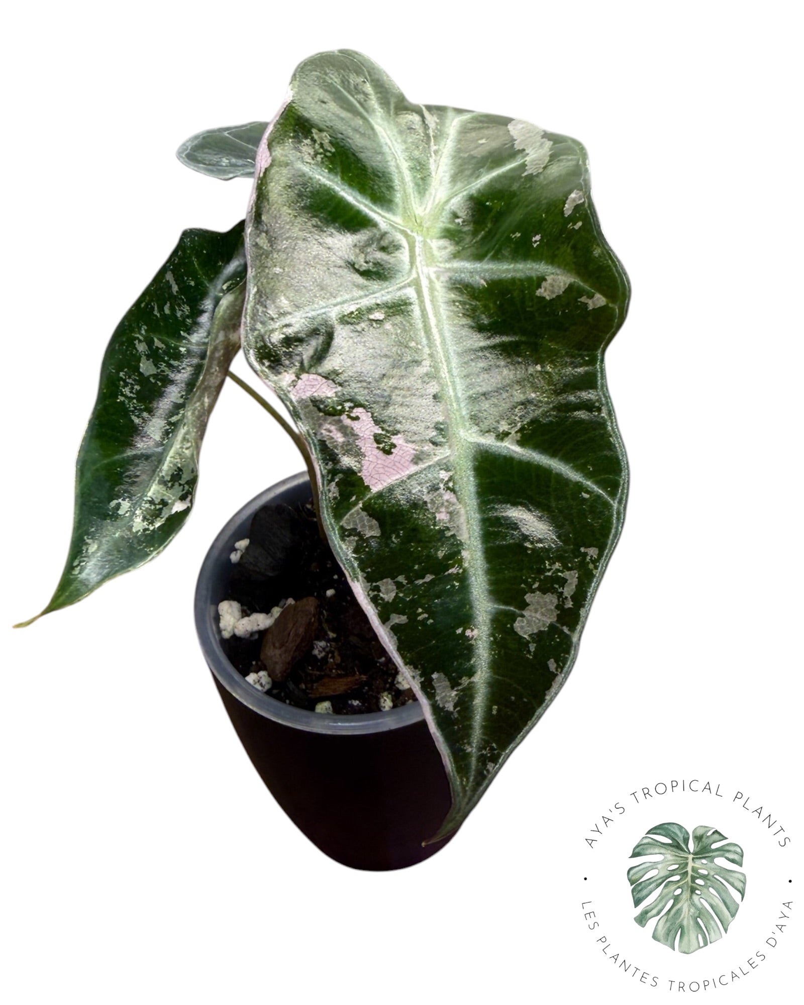 Alocasia Polly Pink Snowflake (Catégorie A)