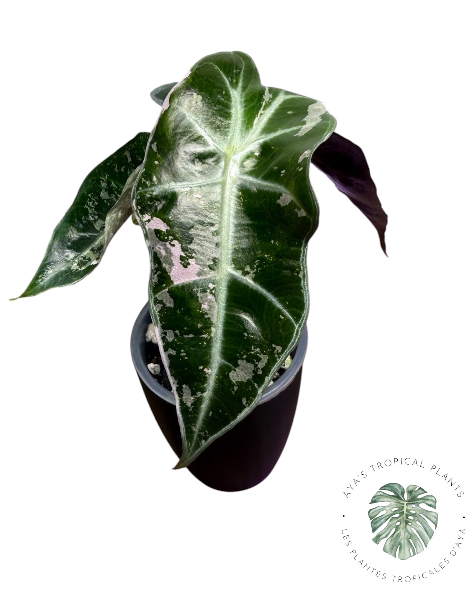 Alocasia Polly Pink Snowflake (Catégorie A)