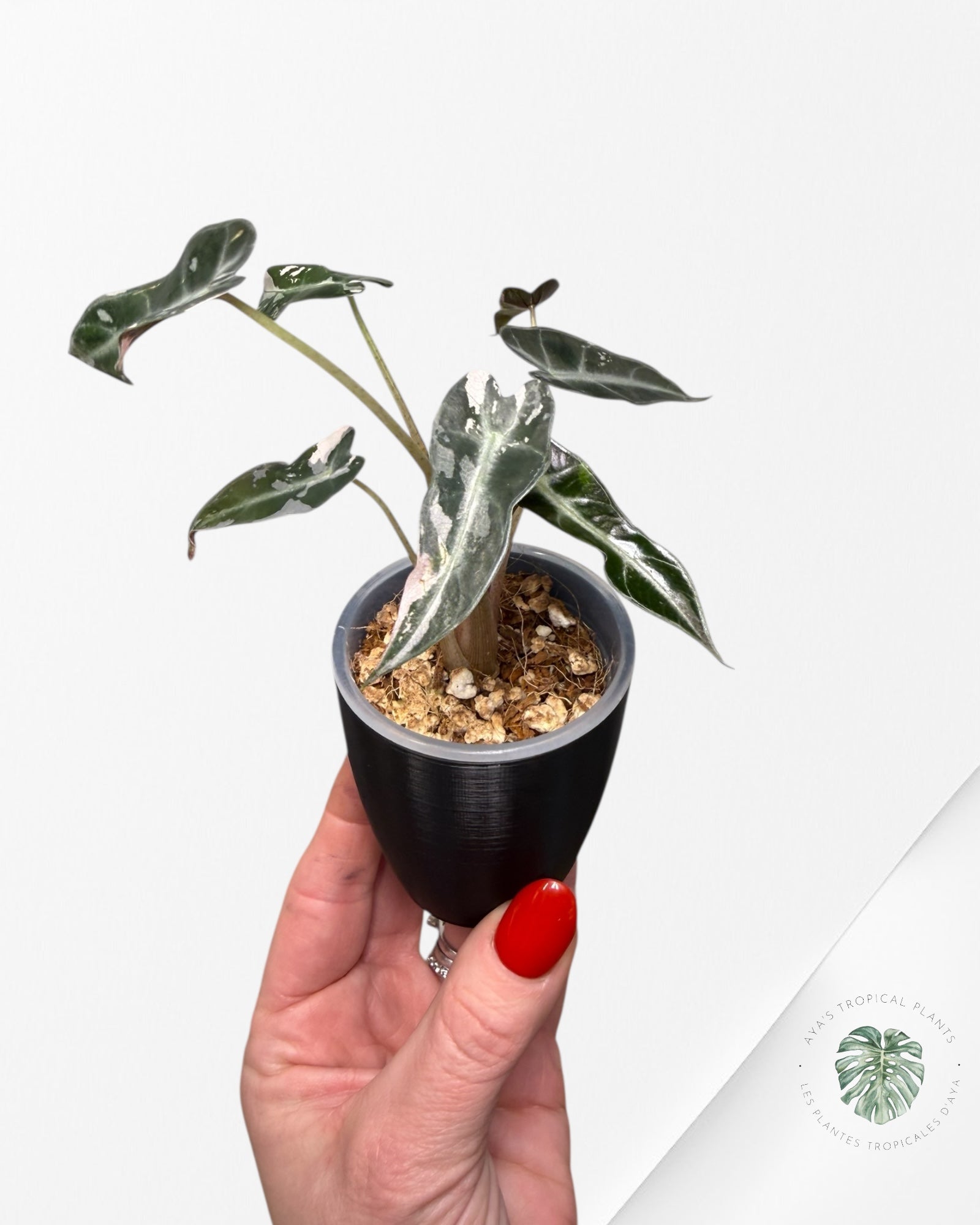 Alocasia Bambino Pink Variegated