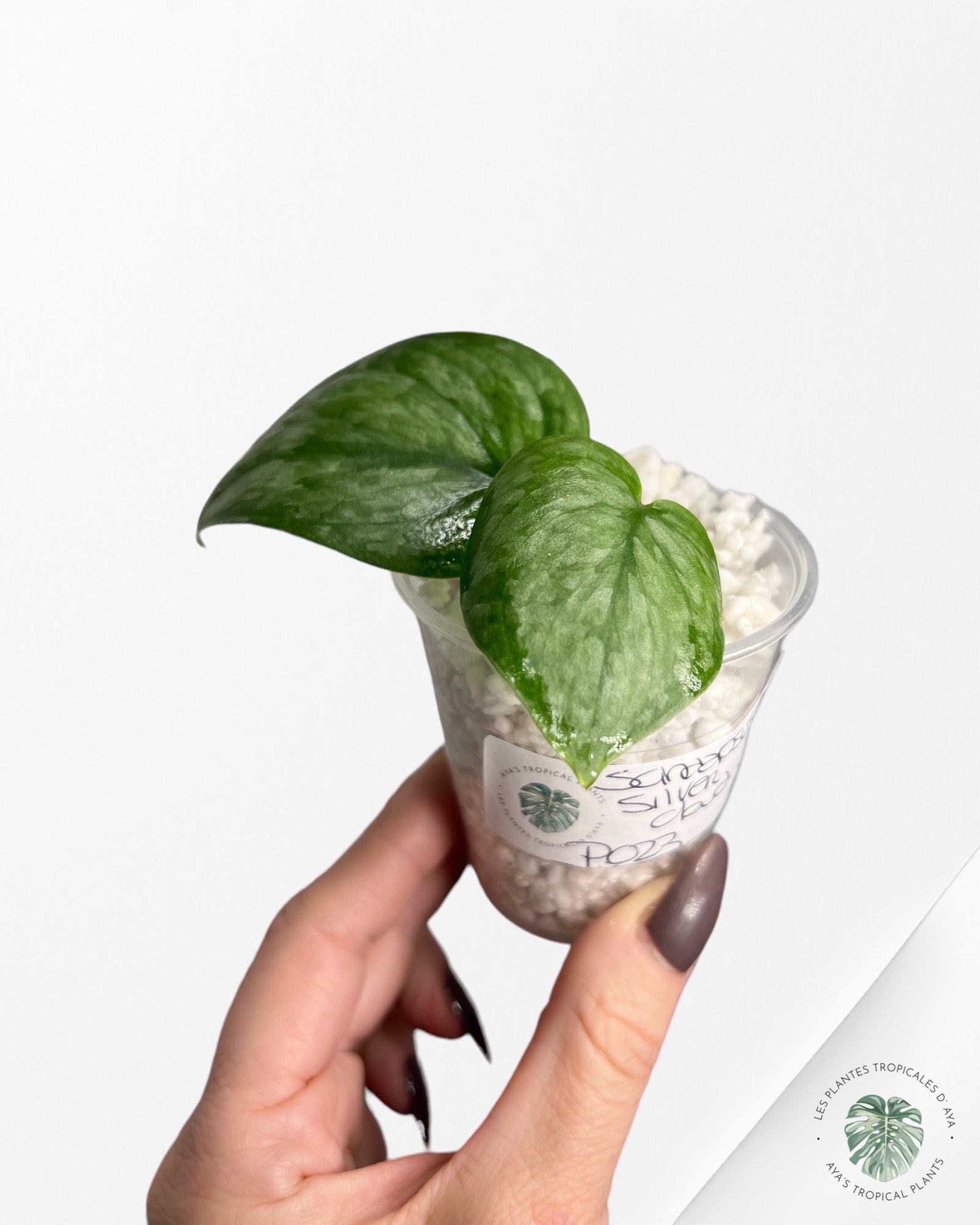 Scindapsus Silver Cloud-PO23