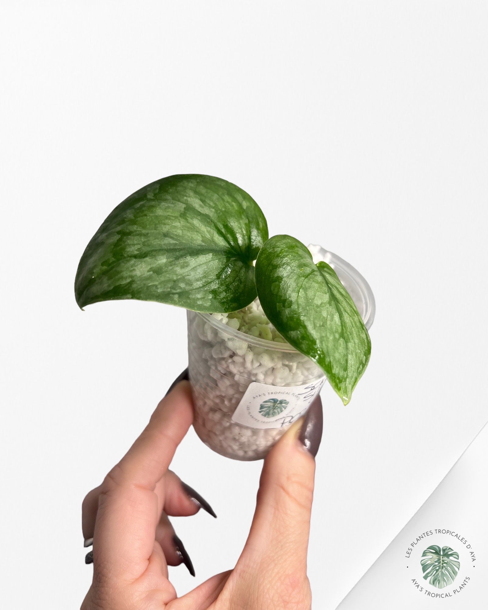 Scindapsus Silver Cloud-PO23