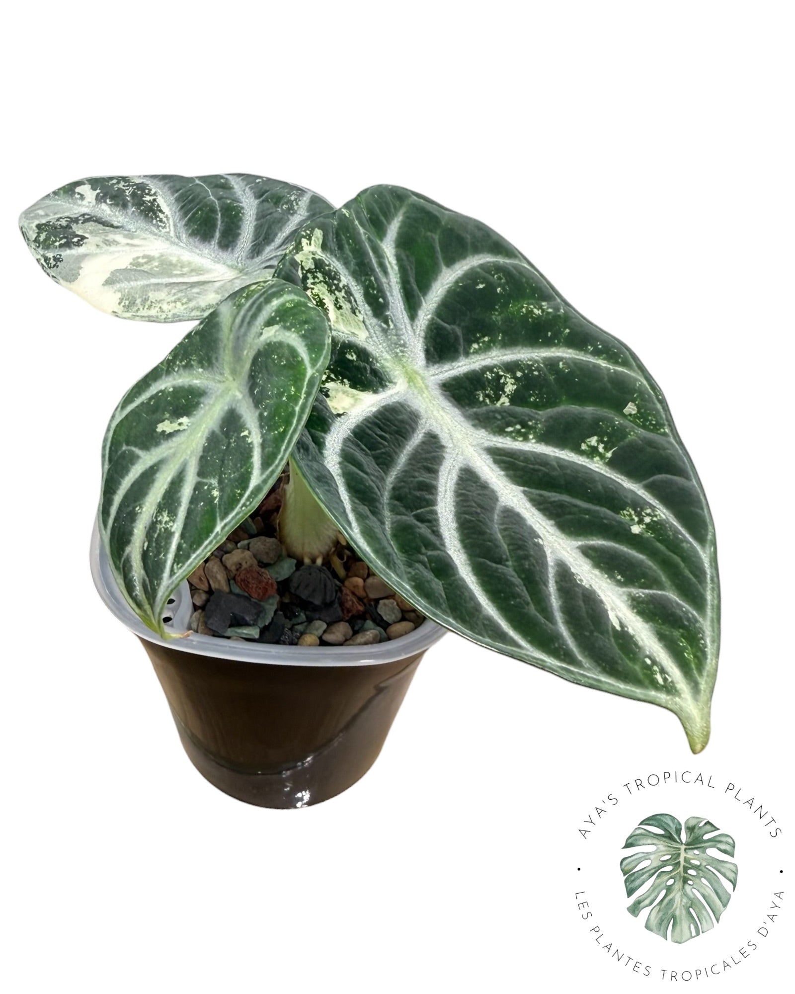 Alocasia Ninja Albo panaché