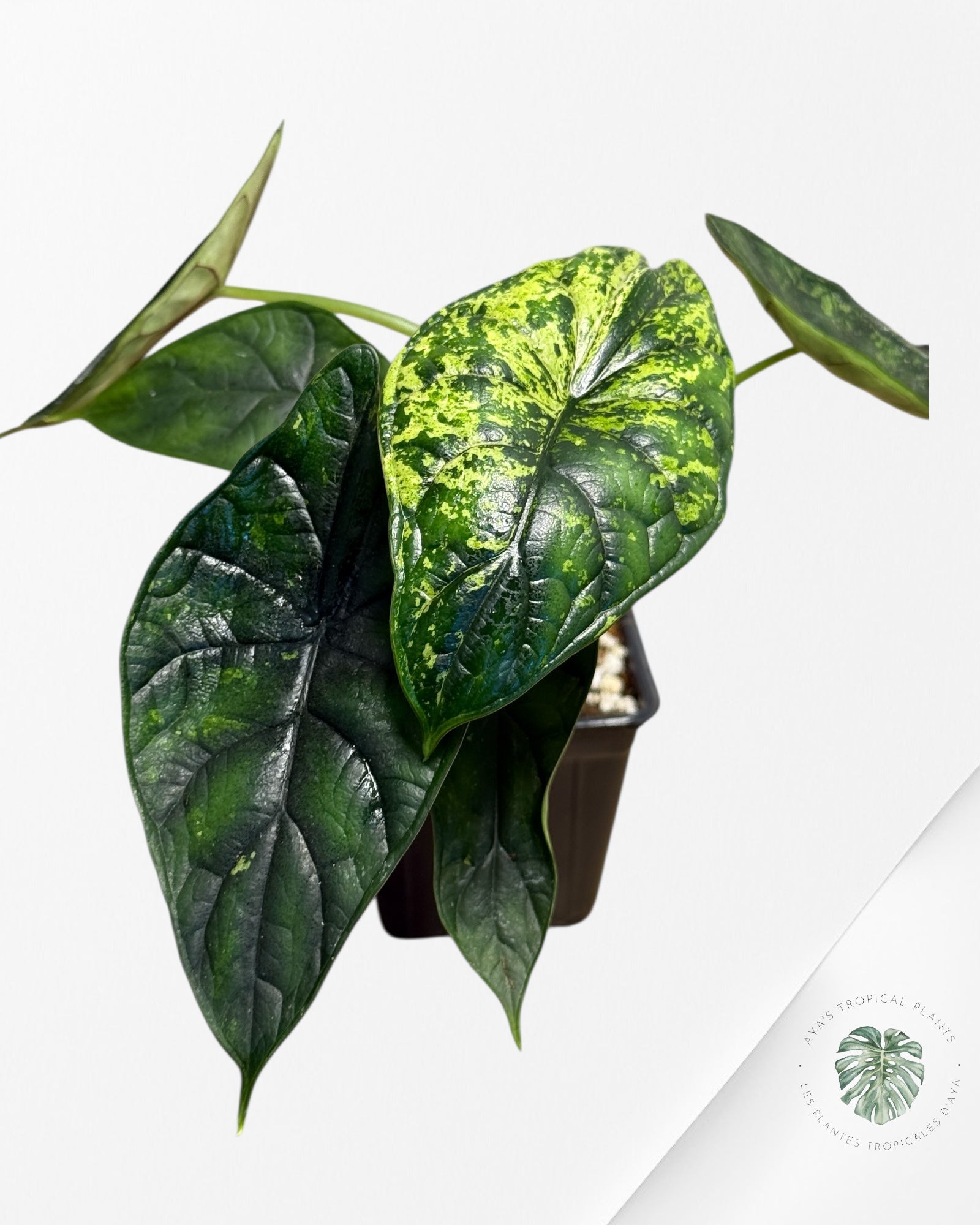 Alocasia Dragon Scale Mint |Rare Aroid| Aya's Tropical Plants
