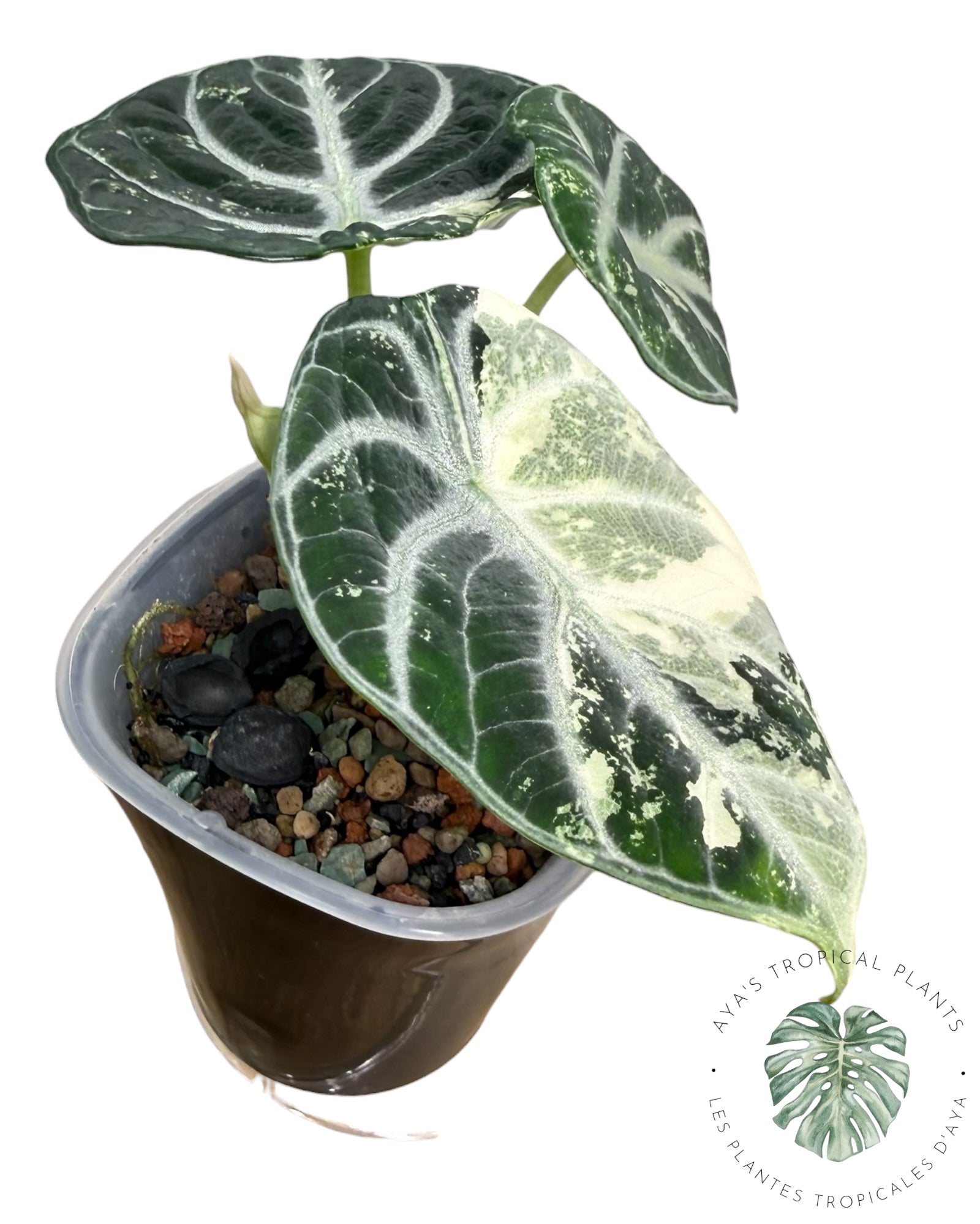 Alocasia Ninja Albo panaché