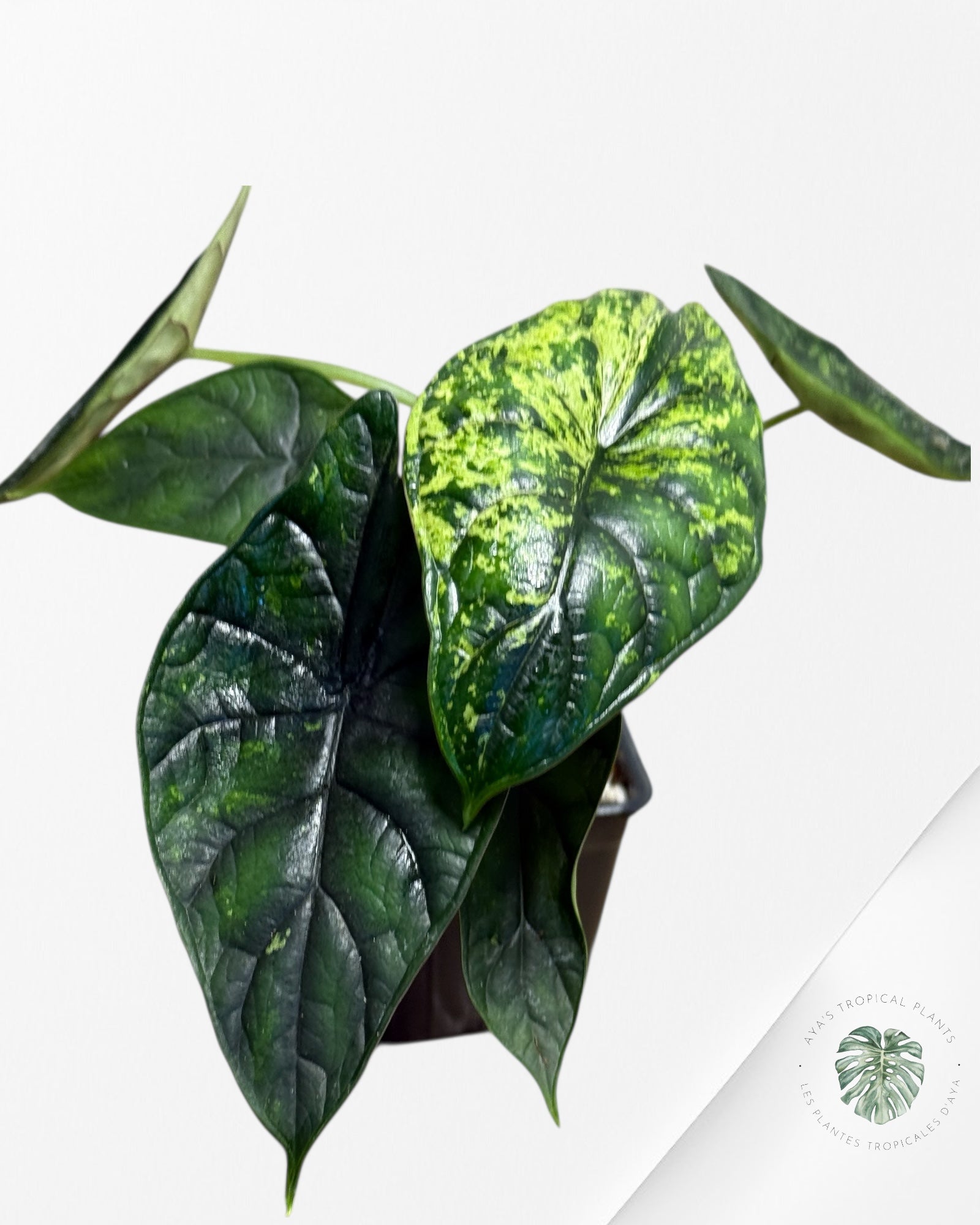 Alocasia Dragon Scale Mint |Rare Aroid| Aya's Tropical Plants