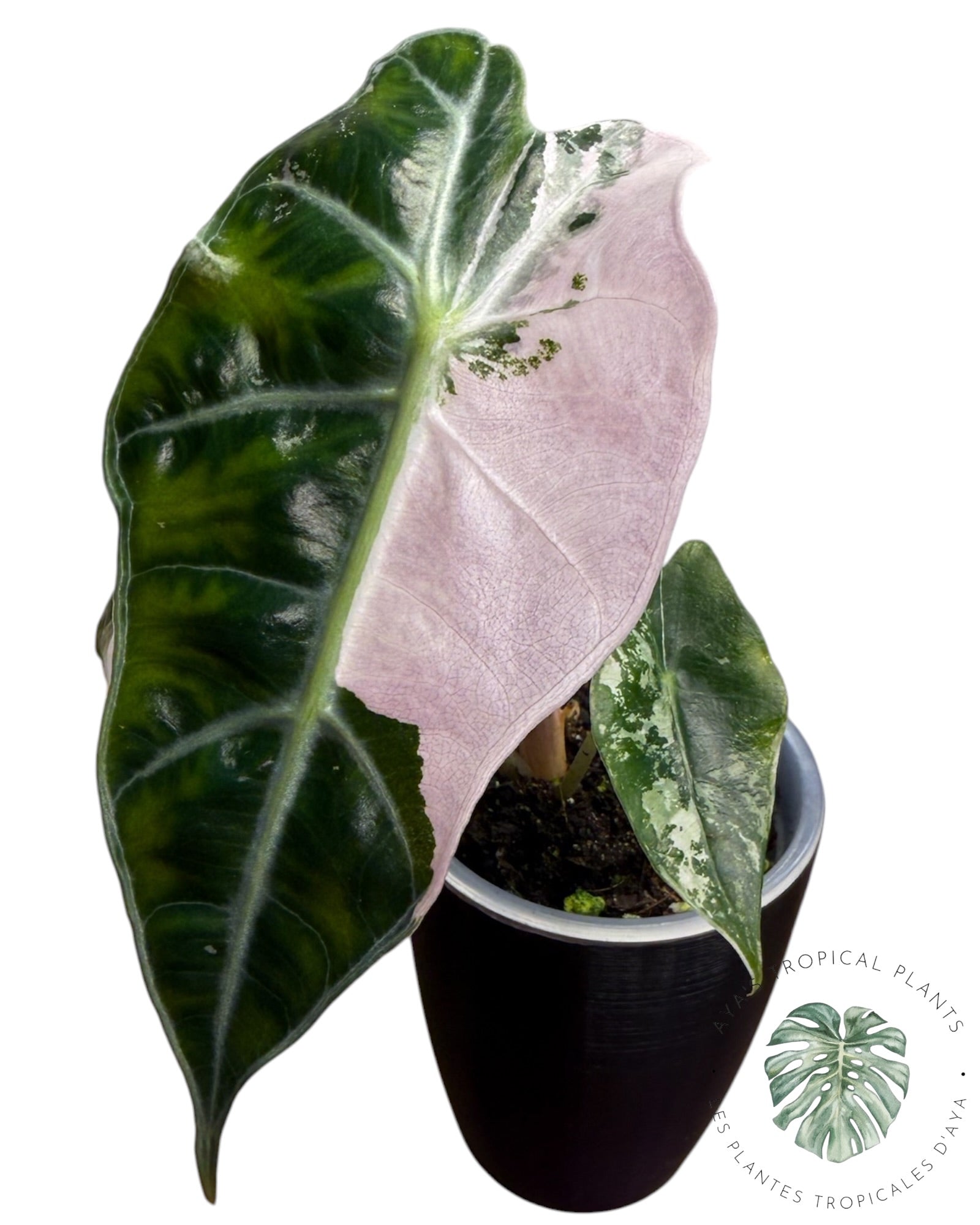 Alocasia Polly Pink Snowflake (Grade A)