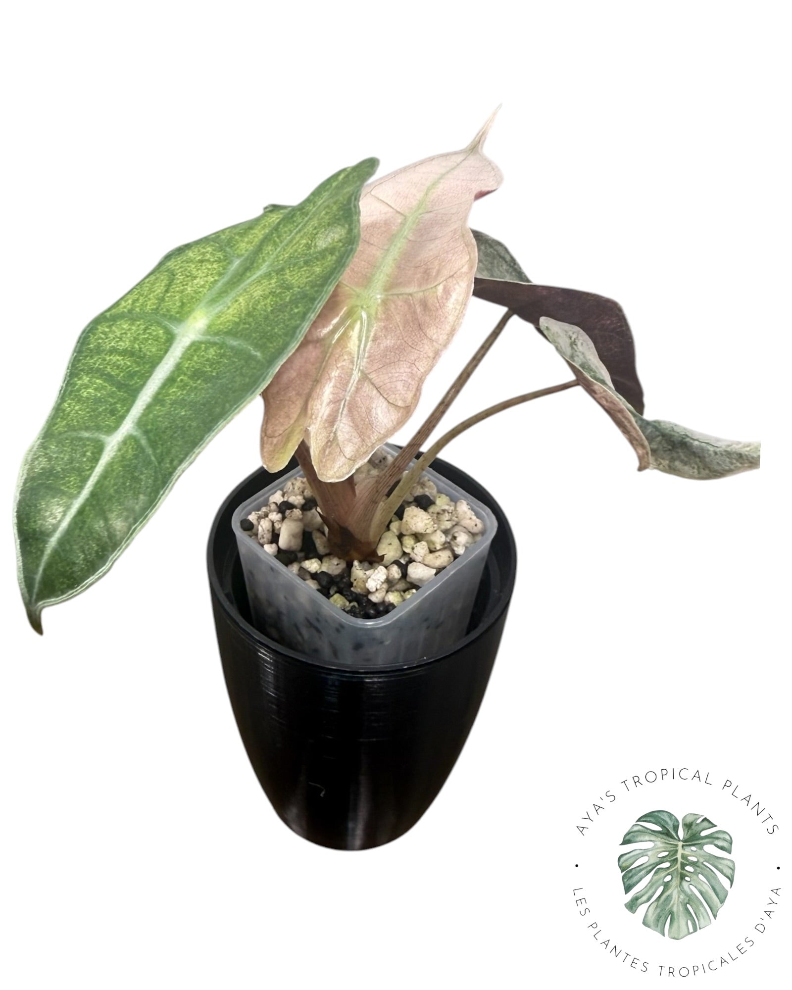 Alocasia polly pink mutation