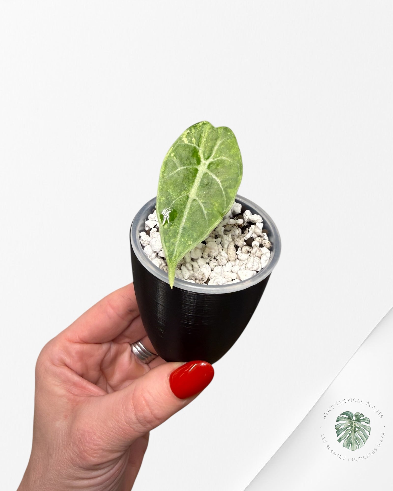 Alocasia Watsoniana Doff. Pink Variegated