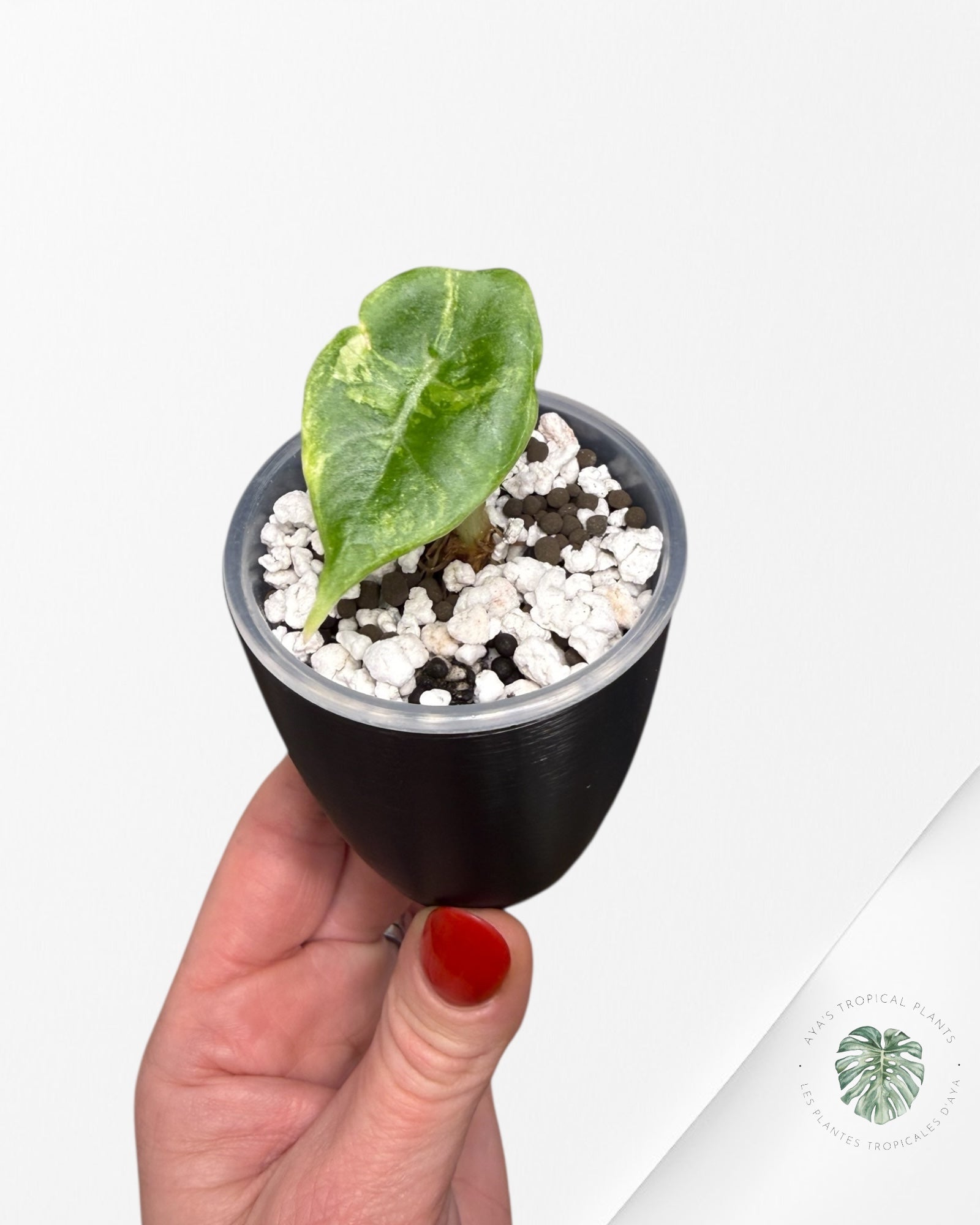 Alocasia Watsoniana Doff. Pink Variegated