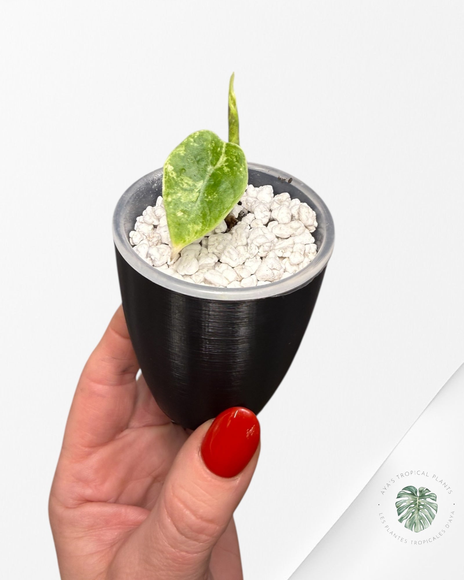 Alocasia Watsoniana Doff. Pink Variegated