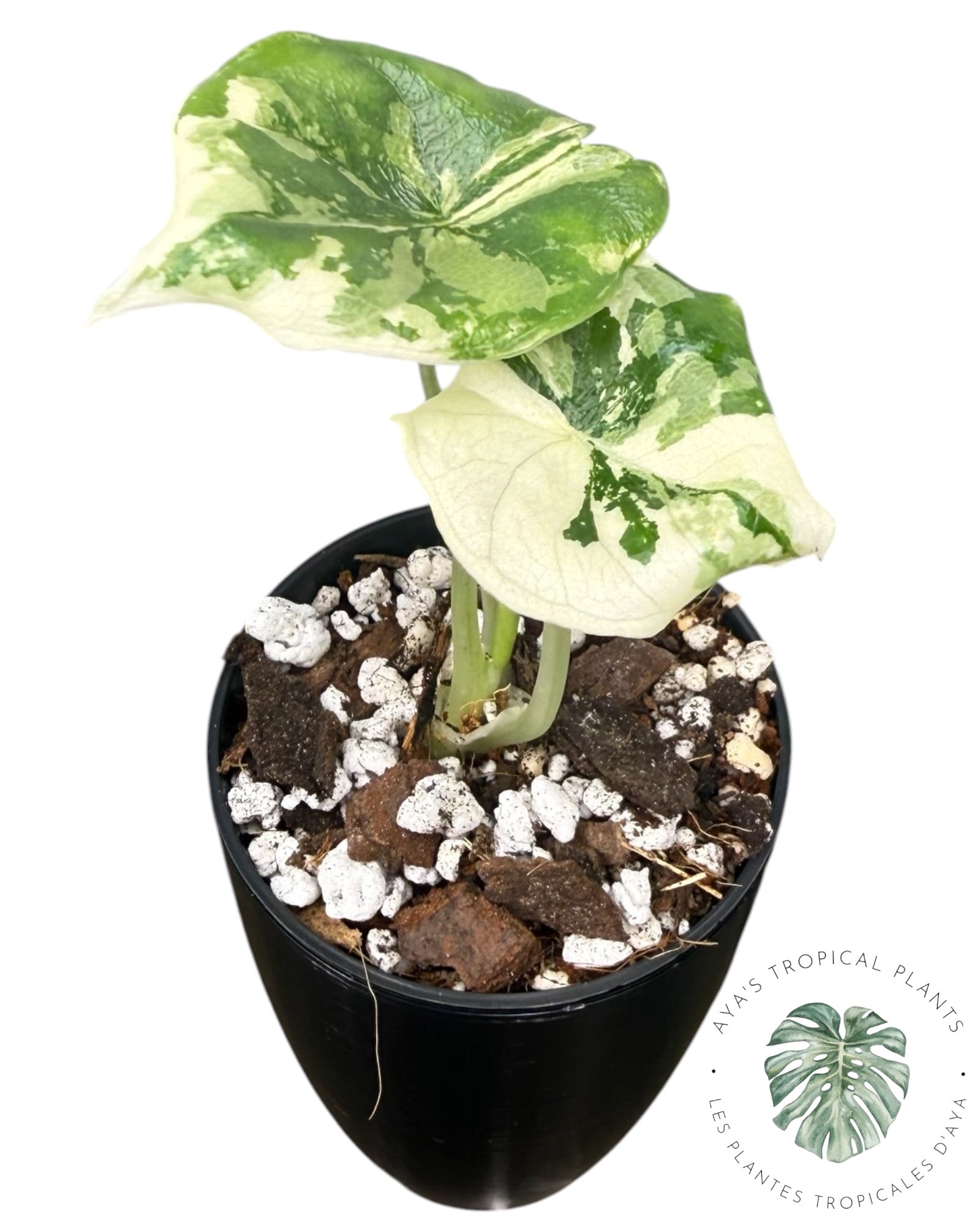 Alocasia Melo Albo Variegated