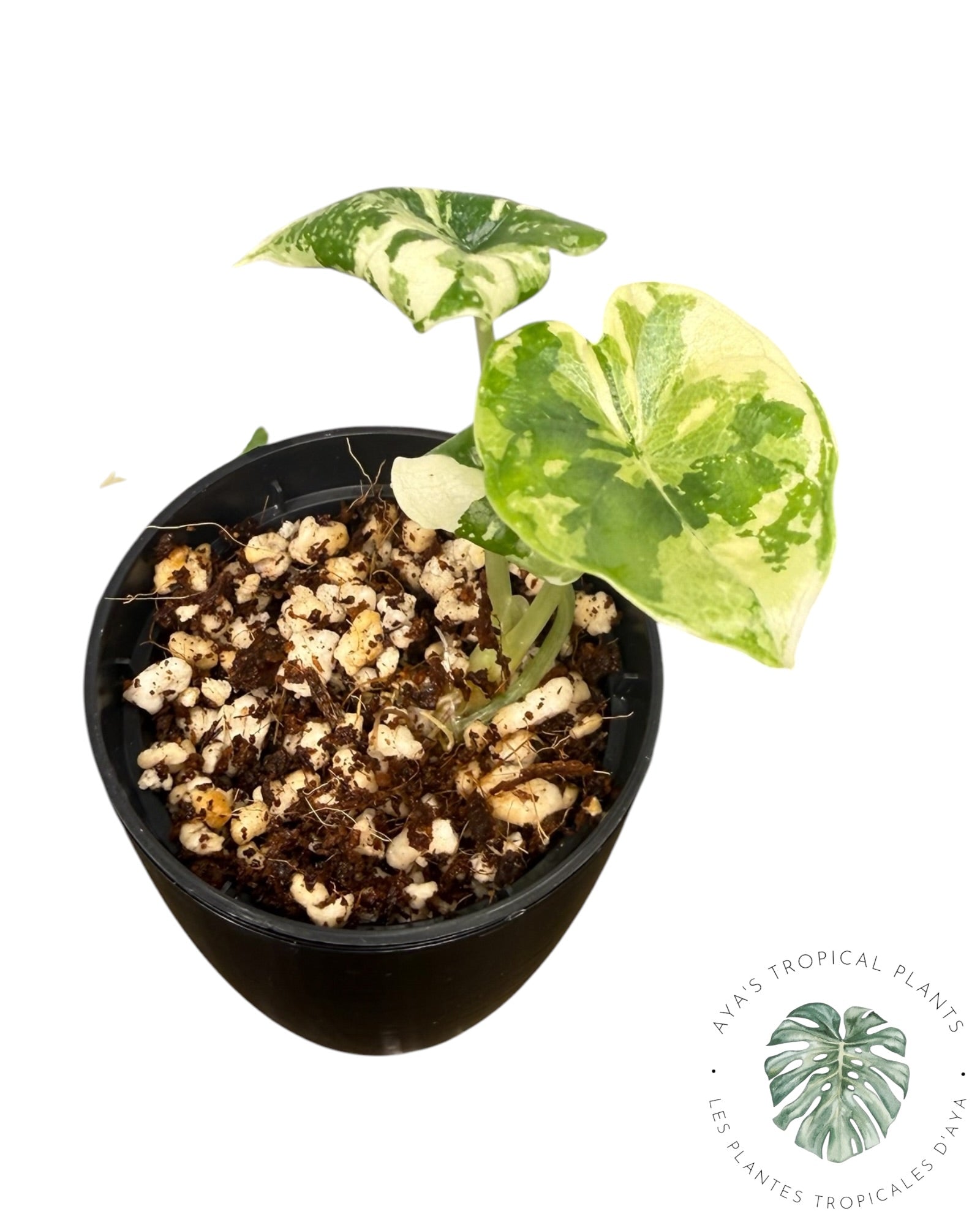Alocasia Melo Albo Variegated