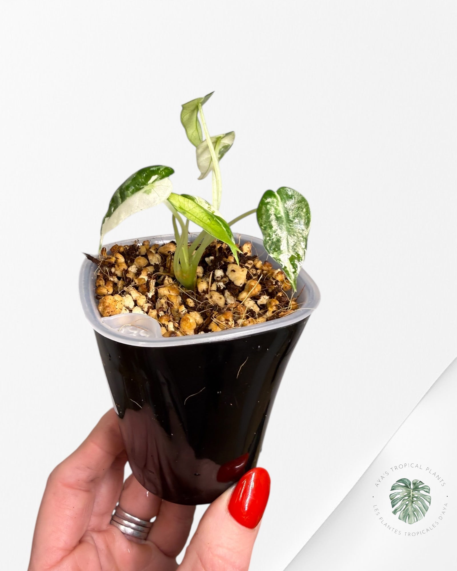 Alocasia Bambino Albo & Aurea Variegated