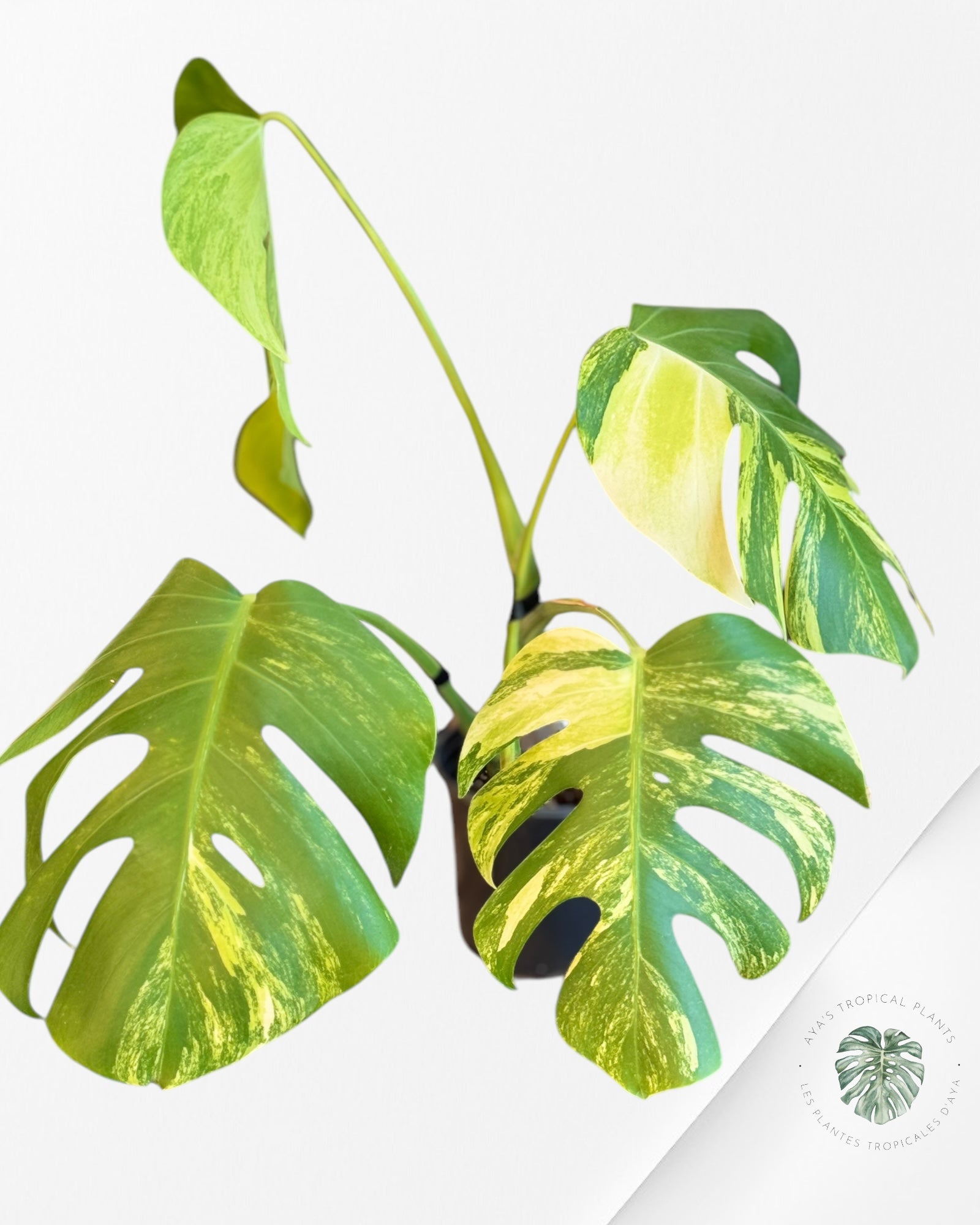 Monstera Aurea - LU
