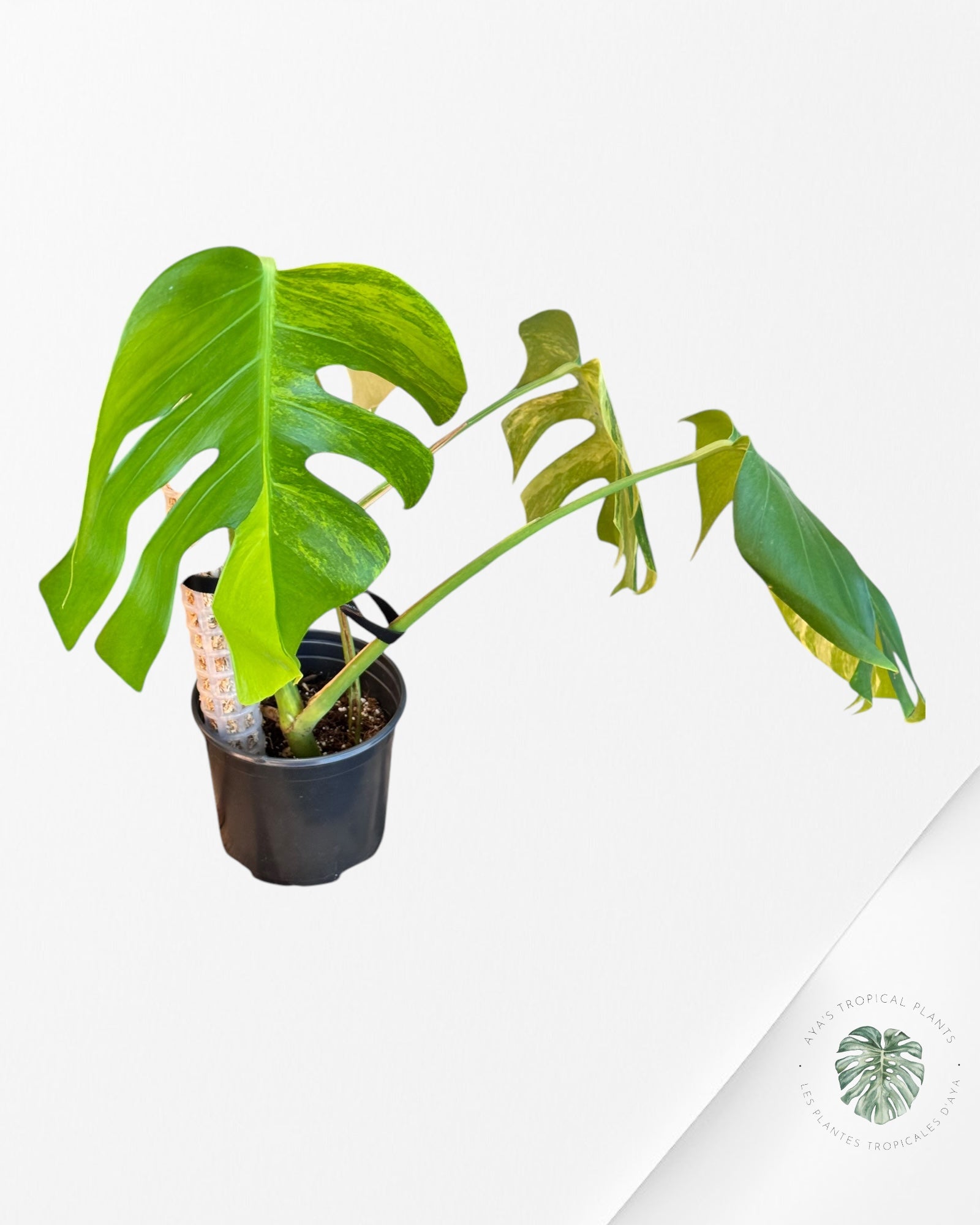 Monstera Aurea - LU