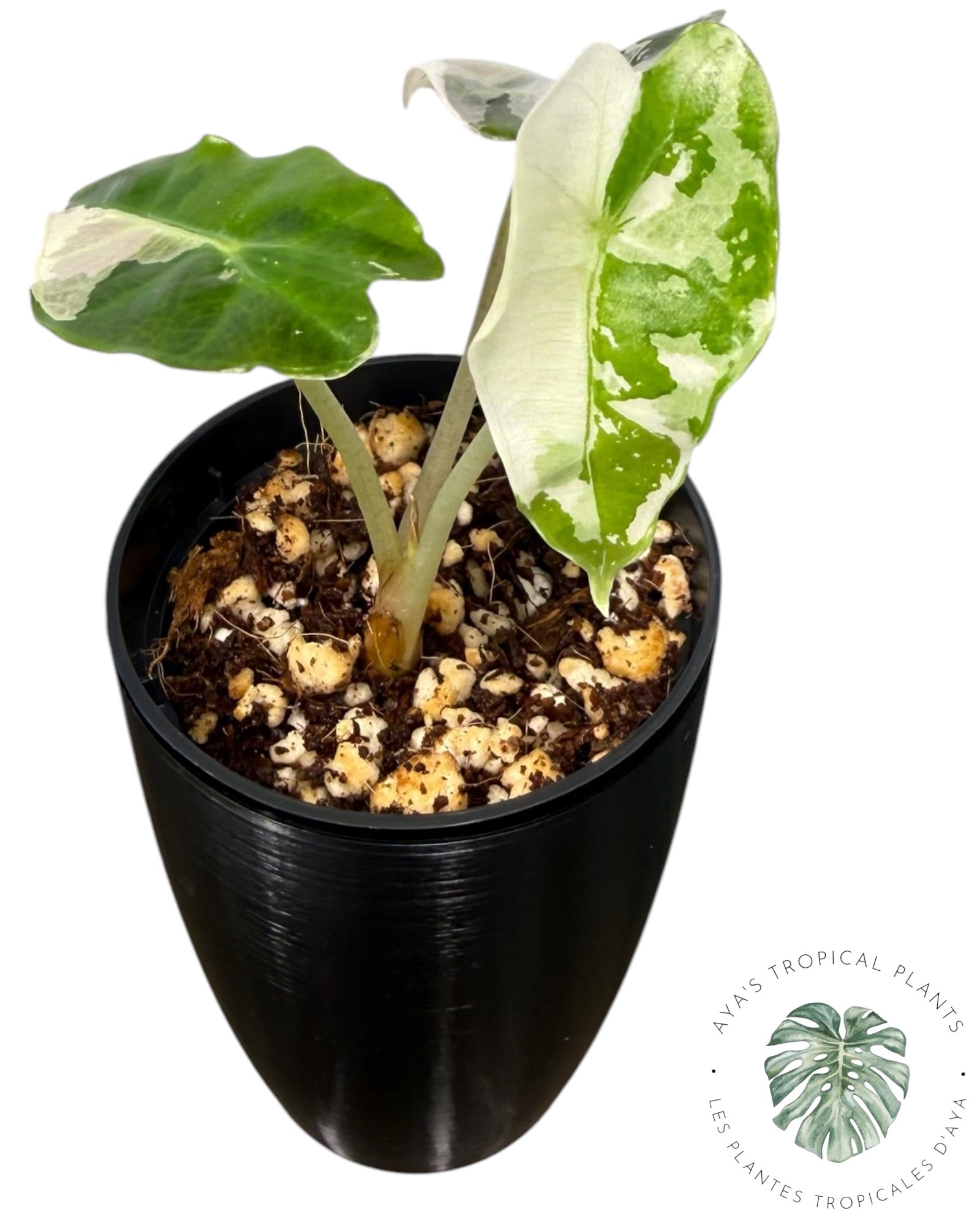 Alocasia Polly Var Pink Snowflake