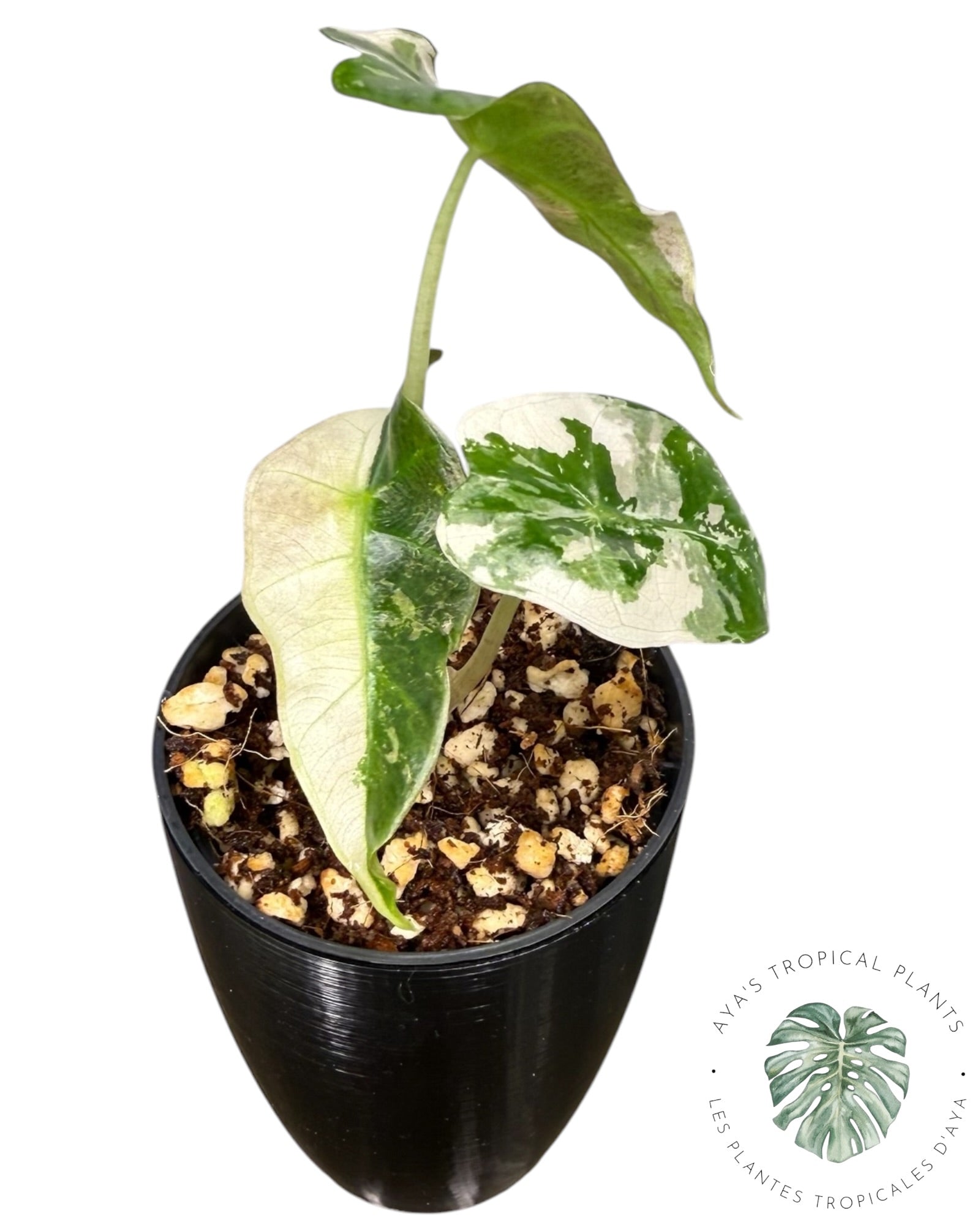 Alocasia Polly Var Pink Snowflake