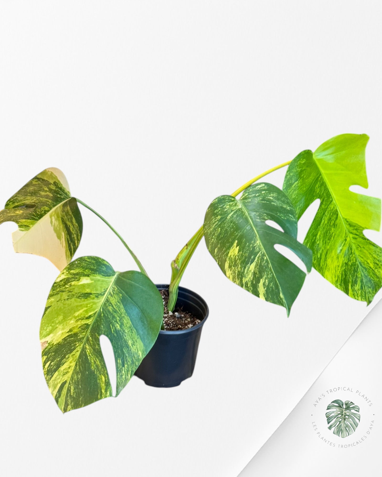 Monstera Aurea - LU1